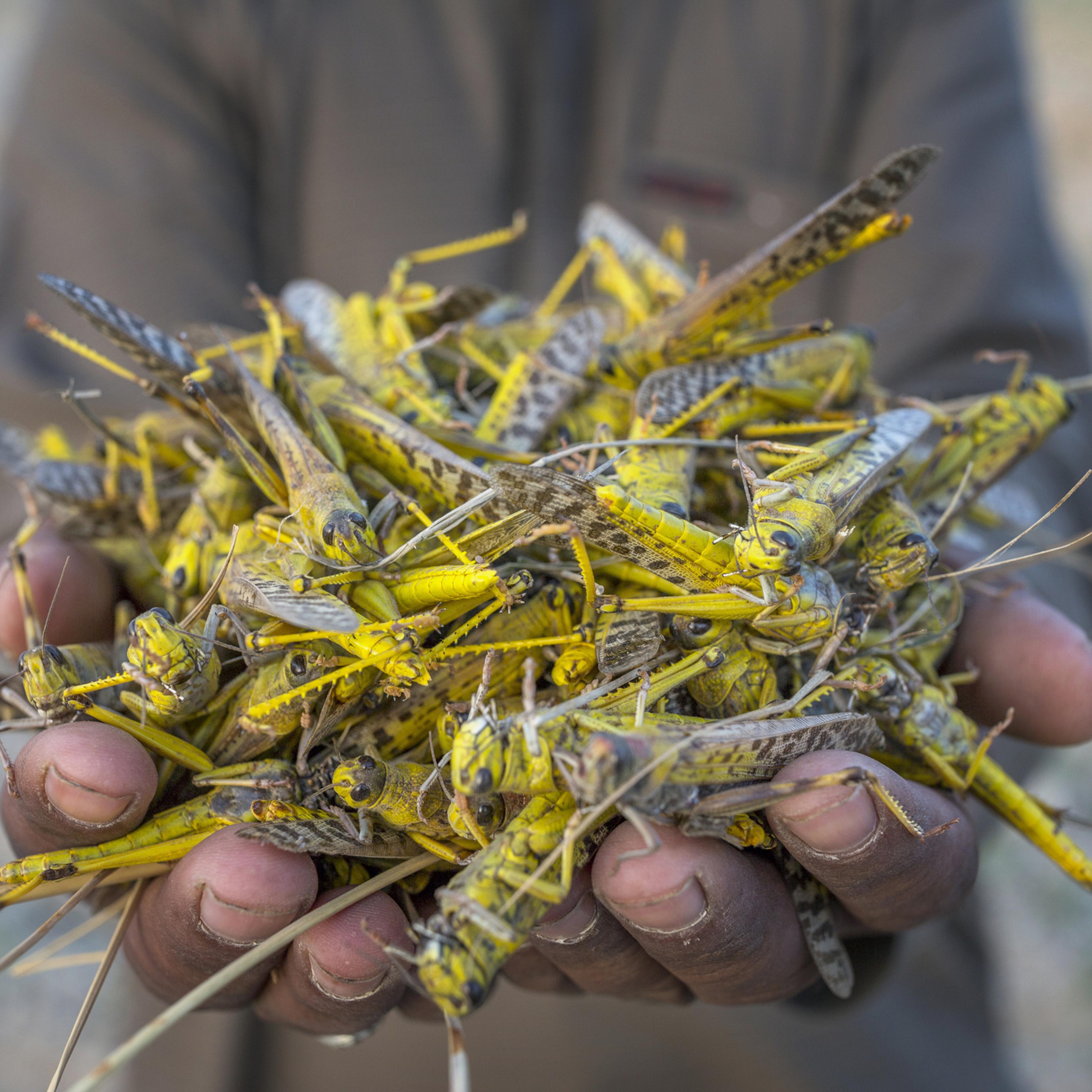 A Group Of Locusts