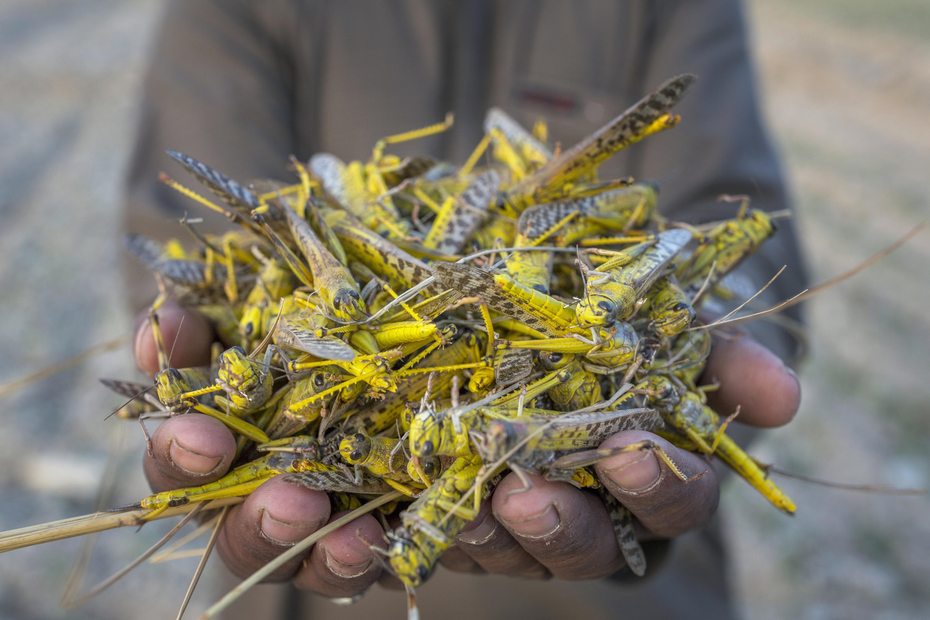 A Group Of Locusts