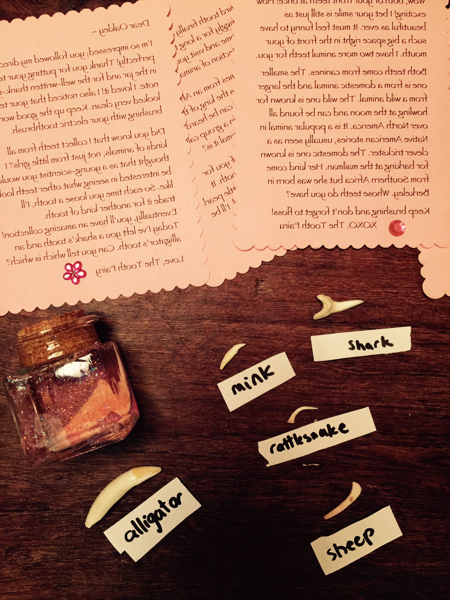 Alt fairy: a collection of animal teeth and a special message.