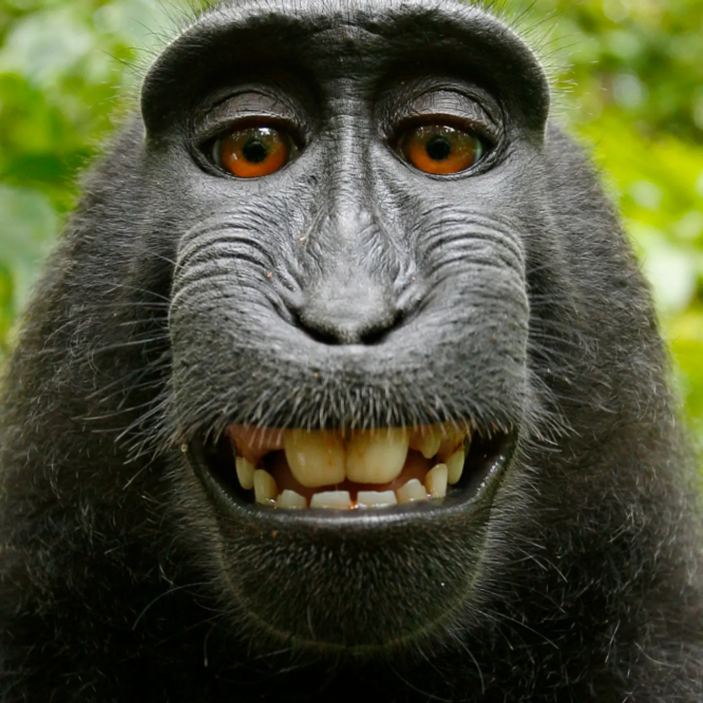 A monkey takes a selfie with British photographer David Slater's camera. Indonesia, 2011.