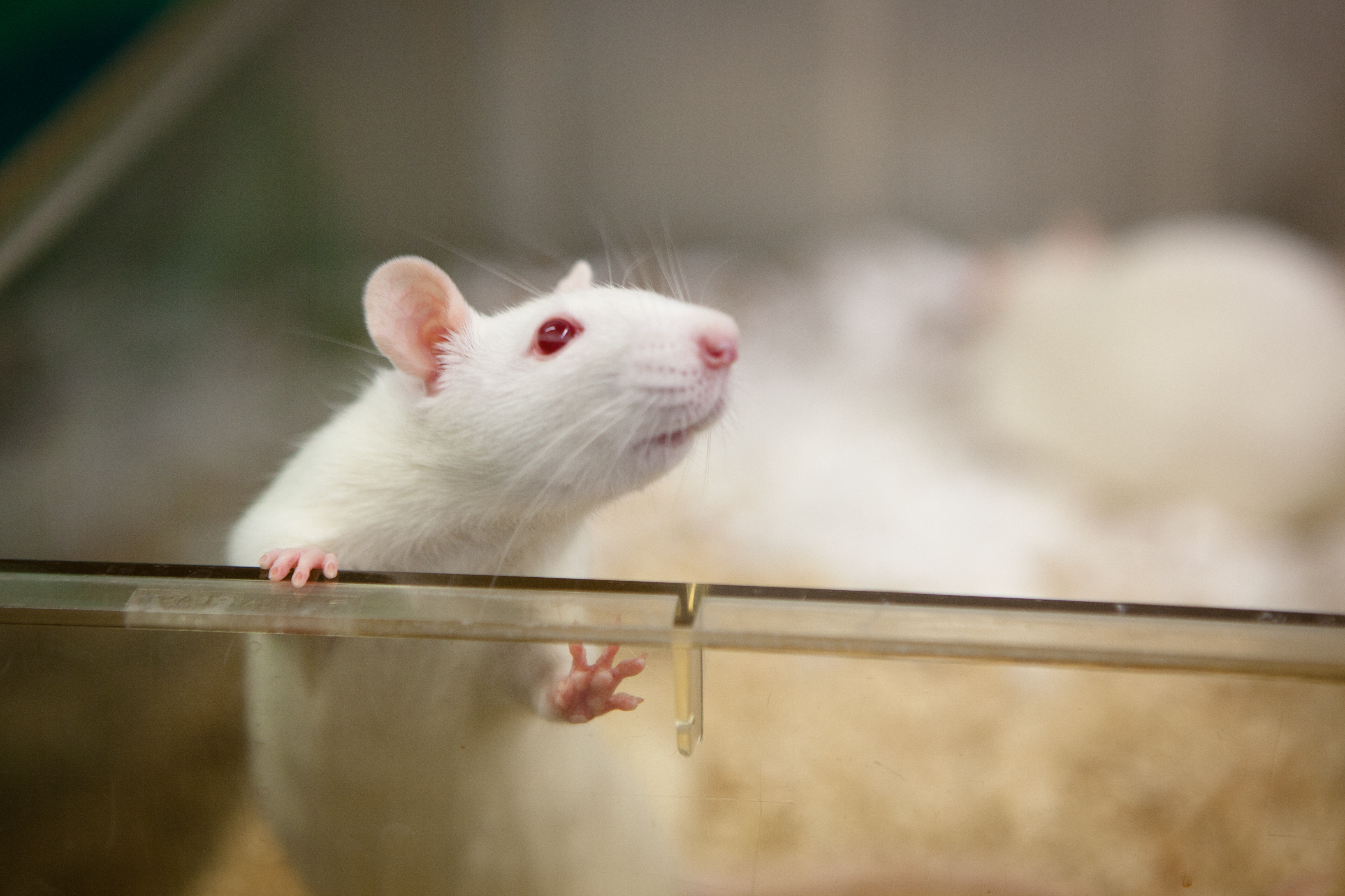 lab rat