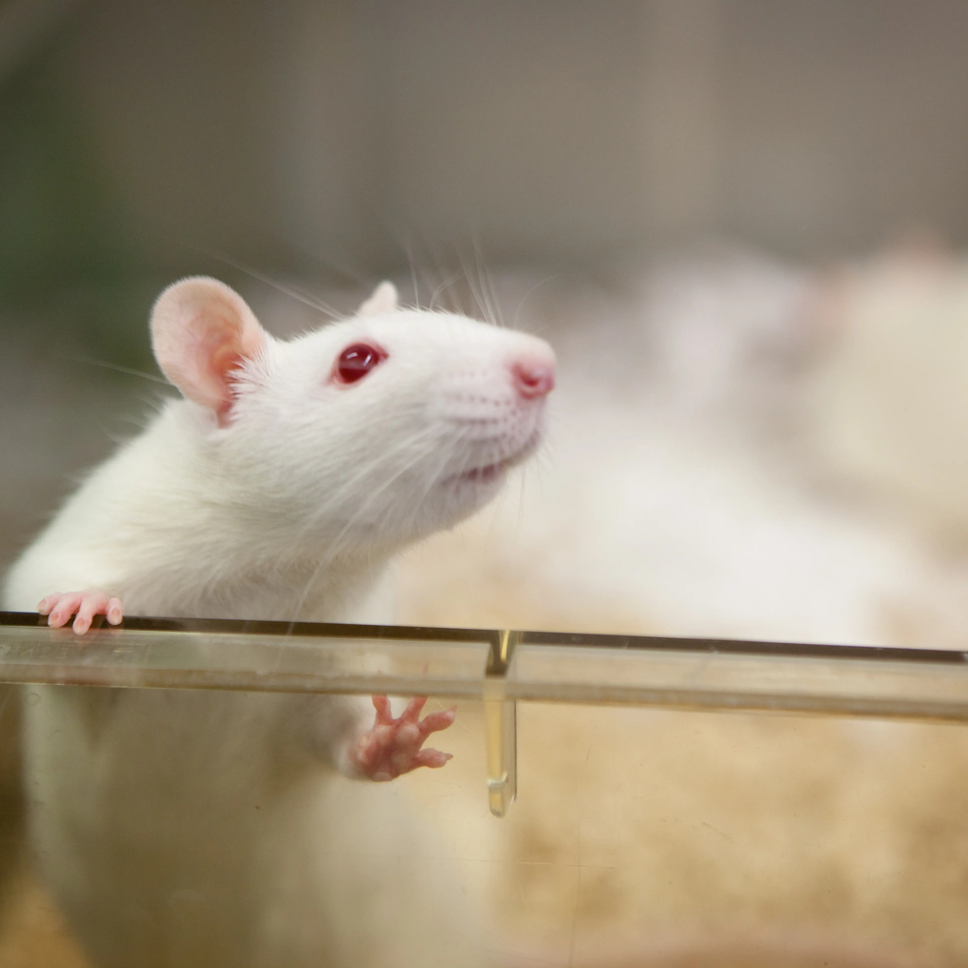 lab rat