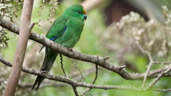 Orange Fronted Parakeet