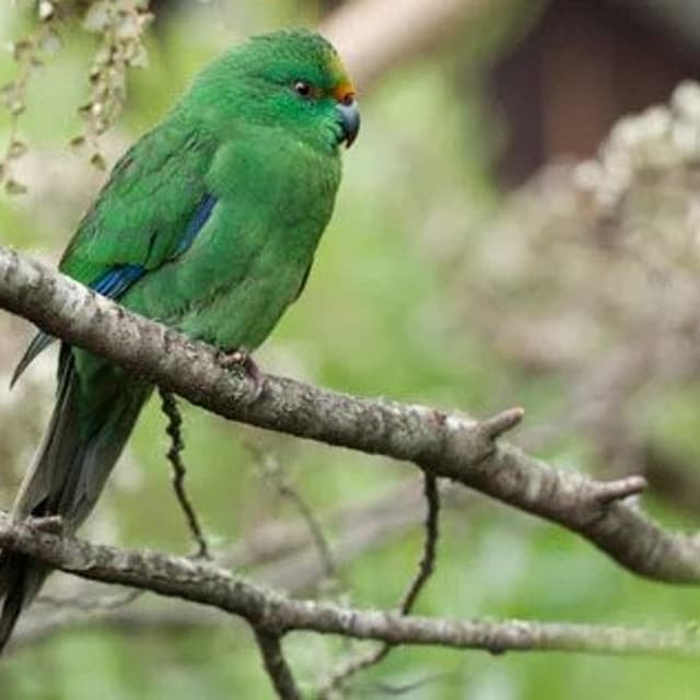 Orange Fronted Parakeet
