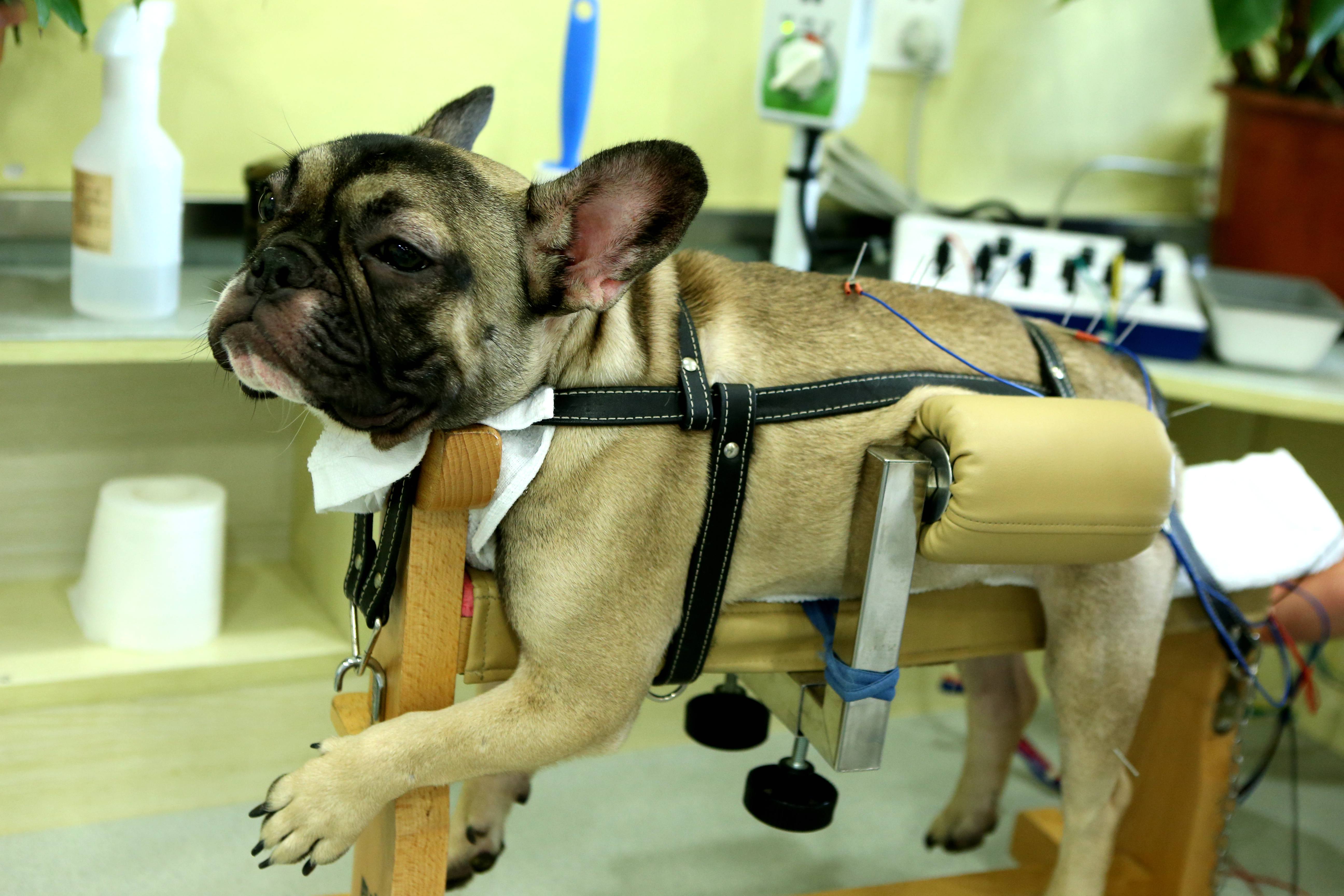 Pets Receive Traditional Chinese Medicine Treatment In Shanghai