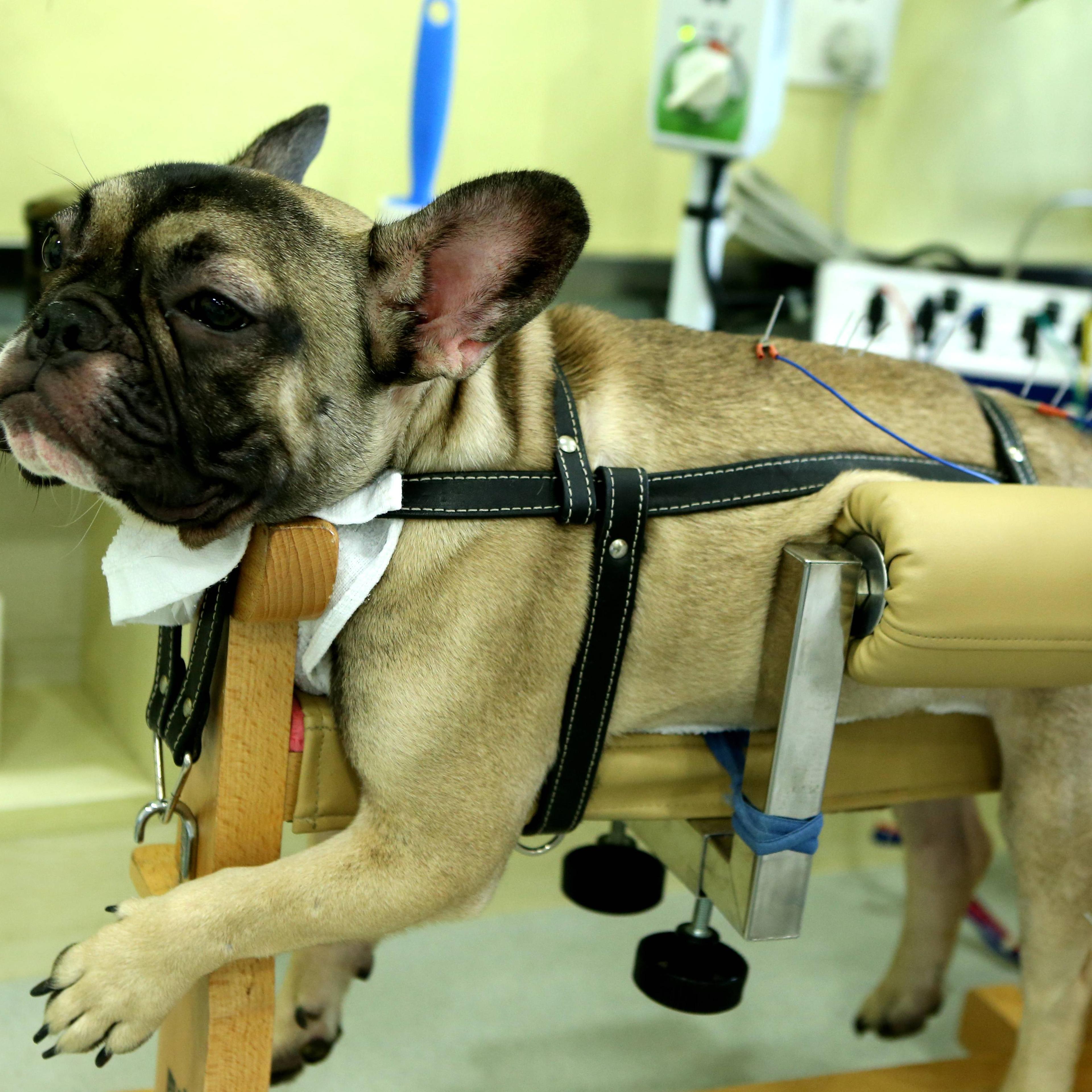 Pets Receive Traditional Chinese Medicine Treatment In Shanghai