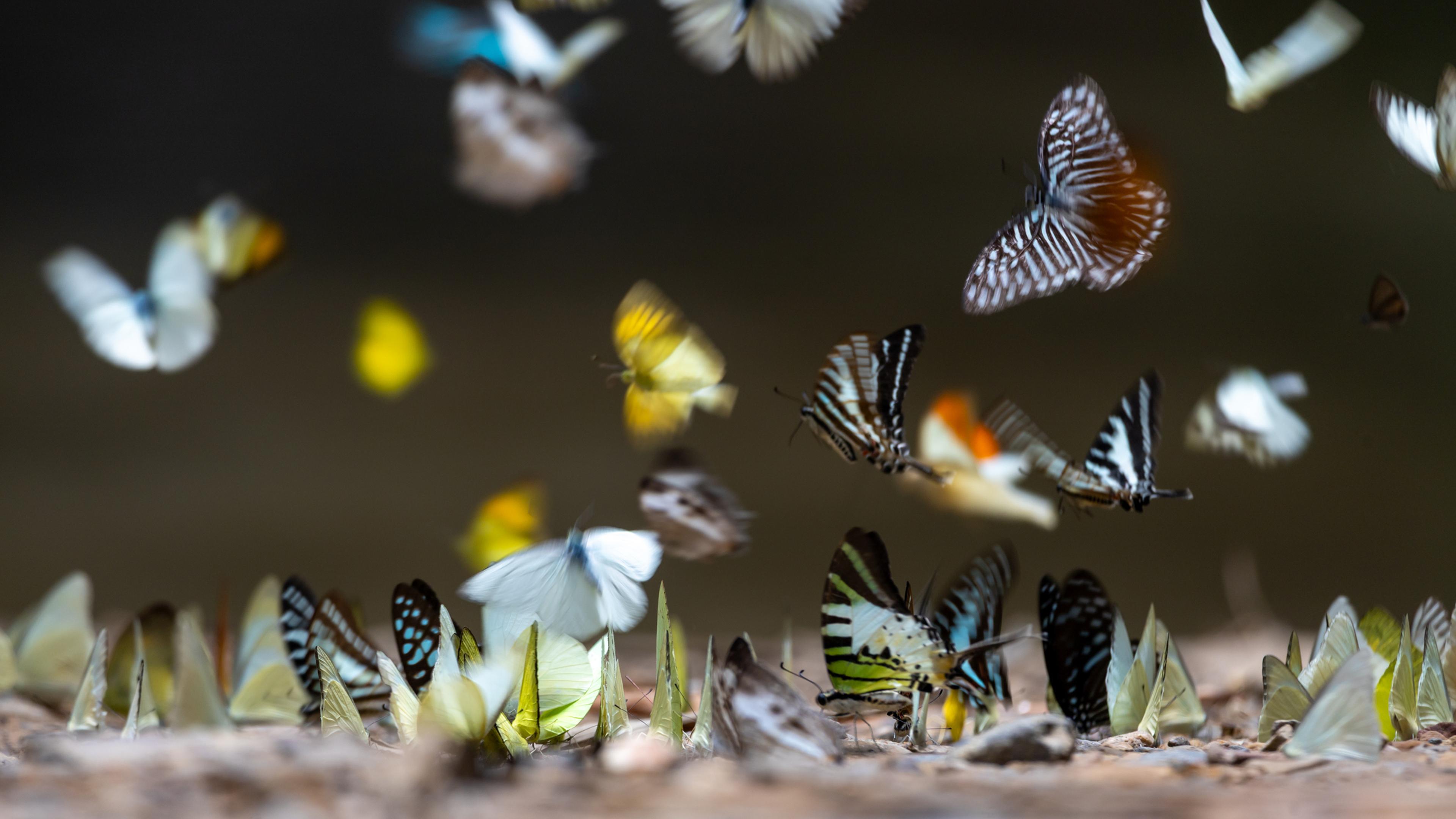We've Been Undercounting the Insects. There May Be Three Times as Many Species as We Knew