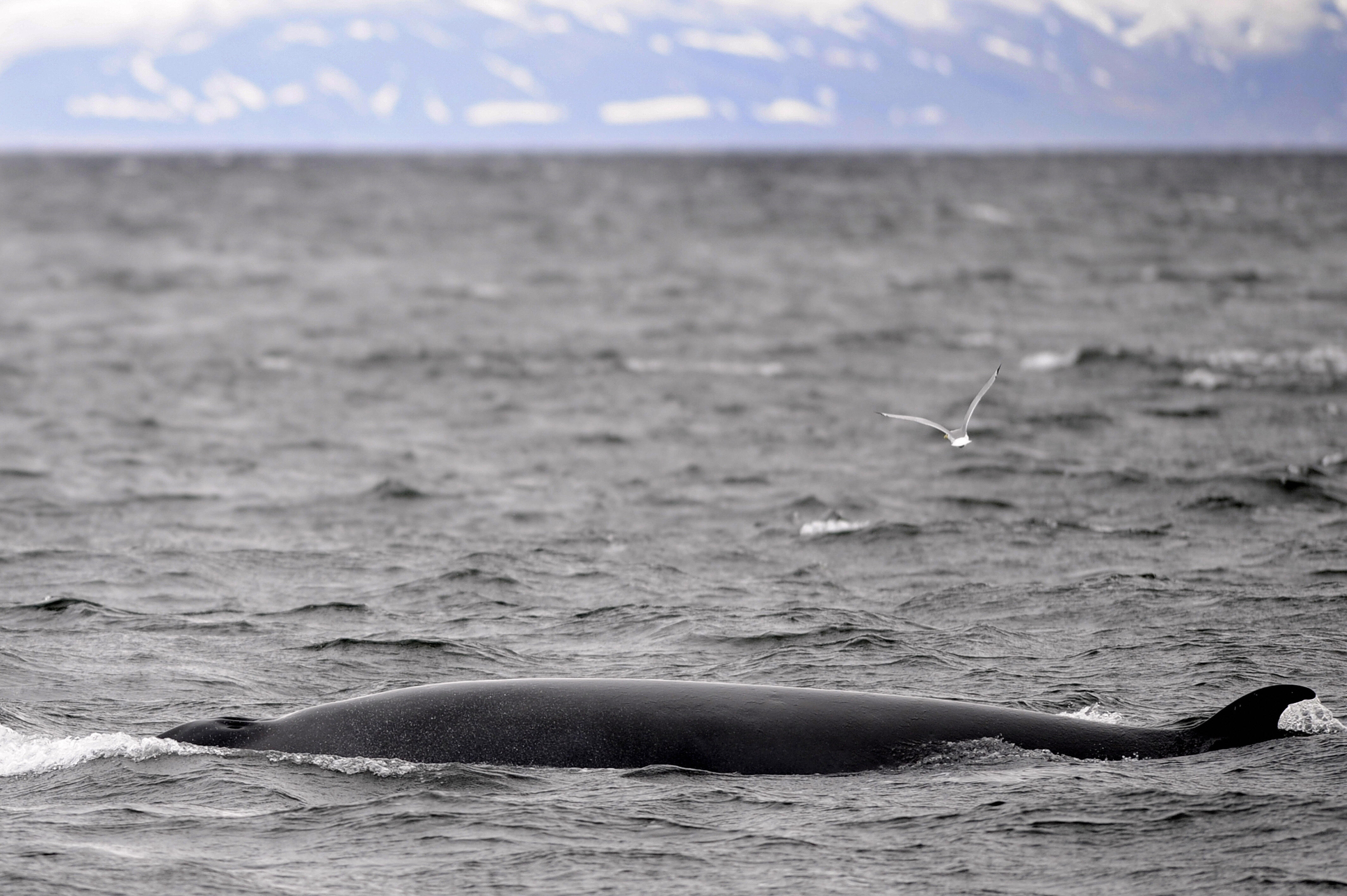 A Minke whale swims near a whale-watchin