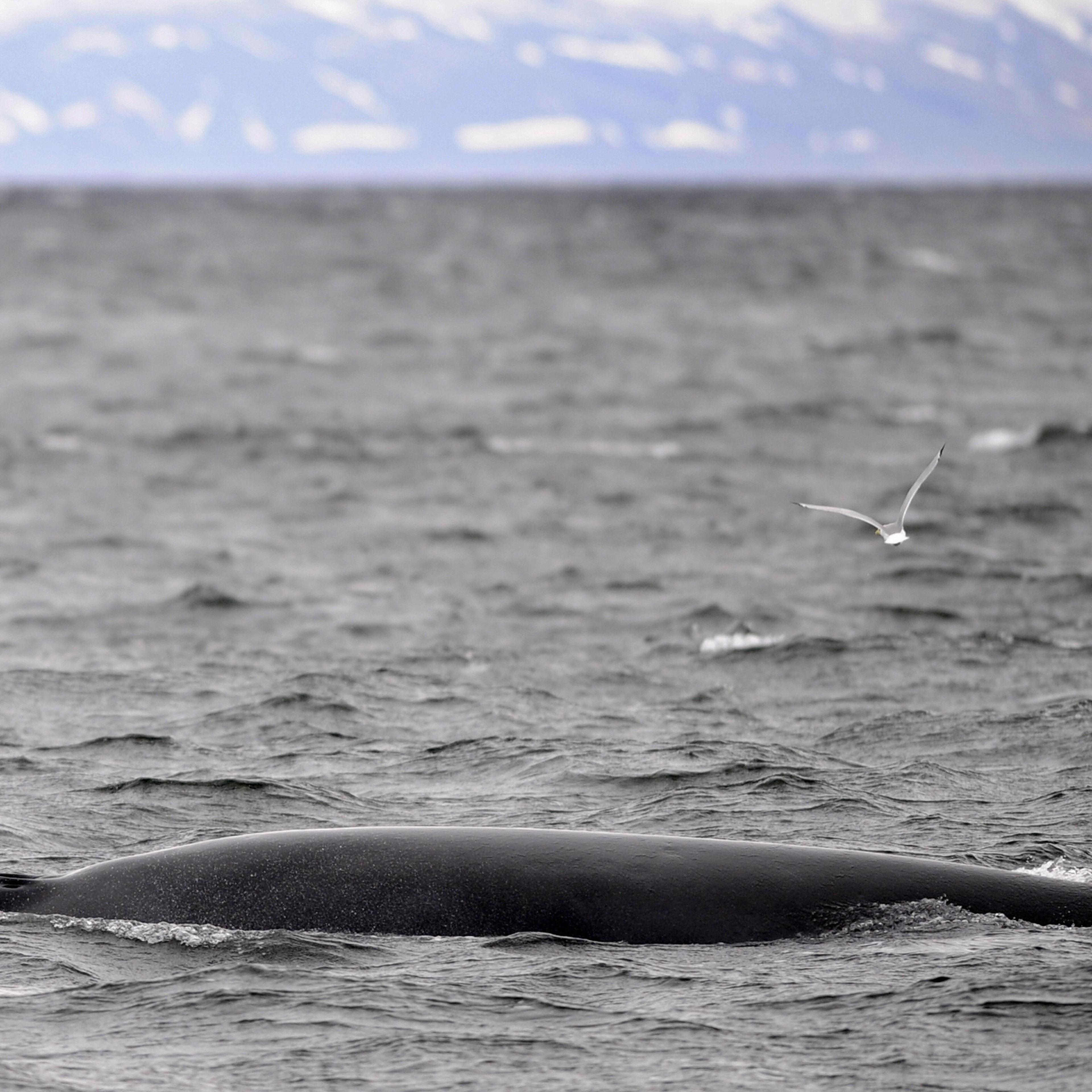 A Minke whale swims near a whale-watchin
