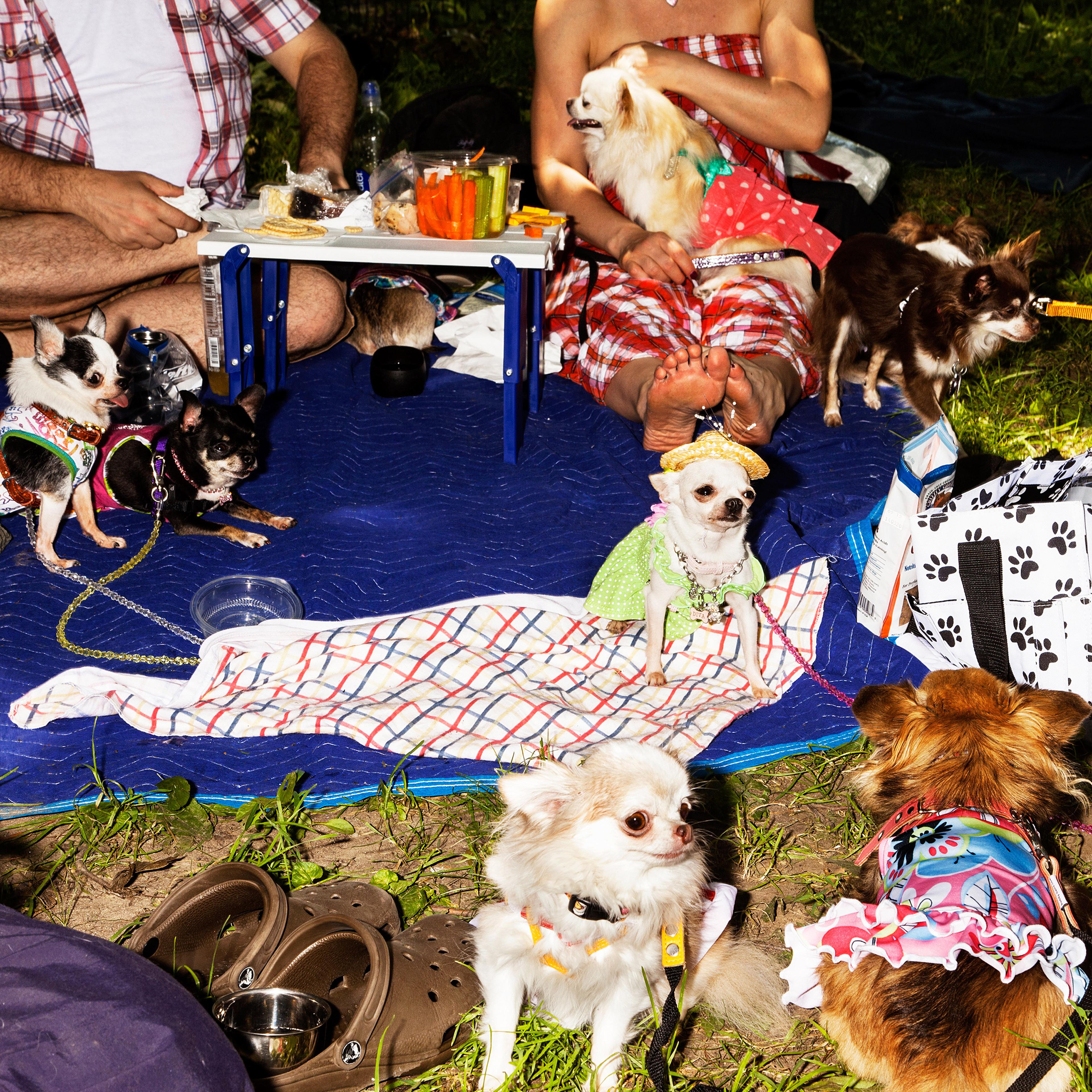 Ada Nieves Chihuahua NationNew York, NY, 2015
