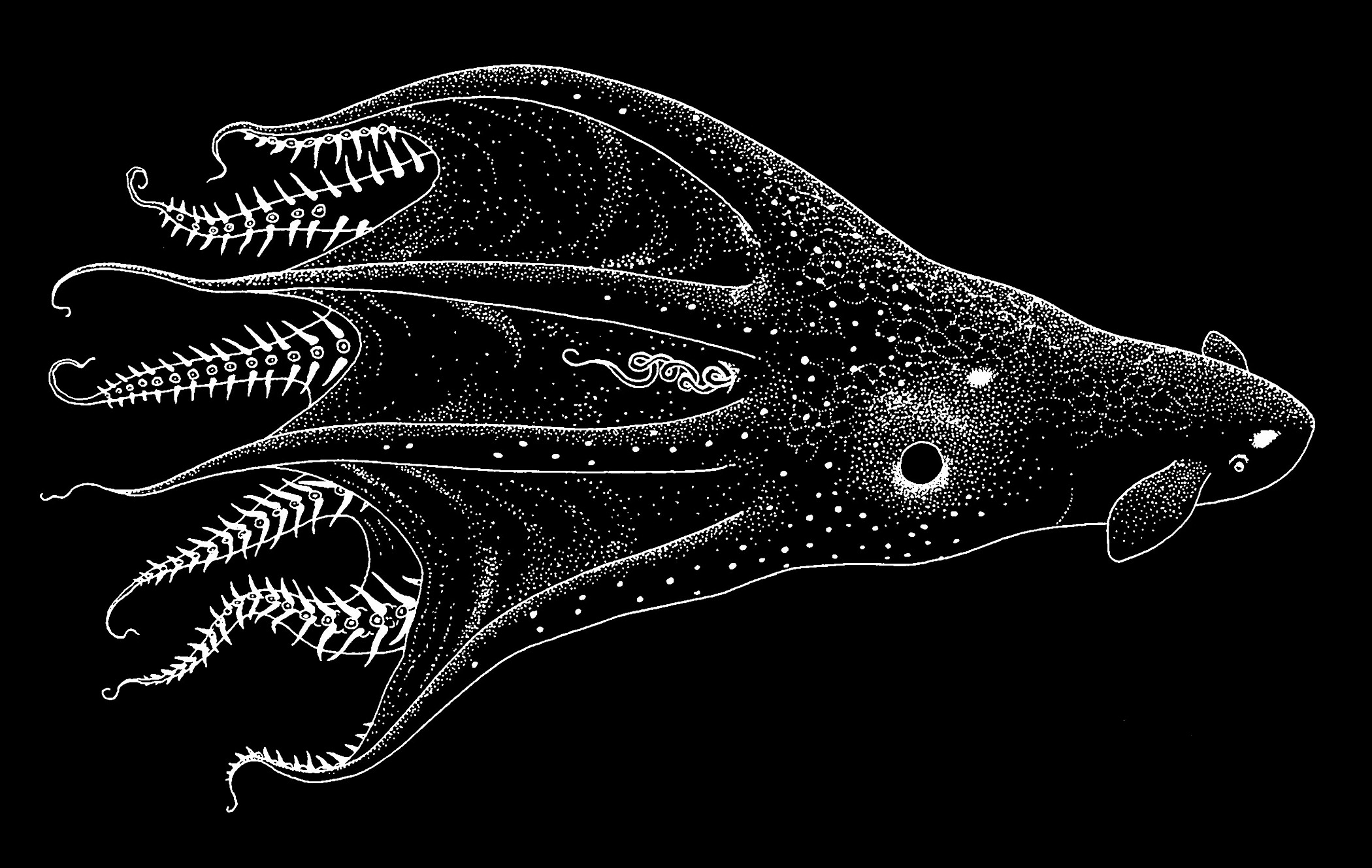 vampire squid