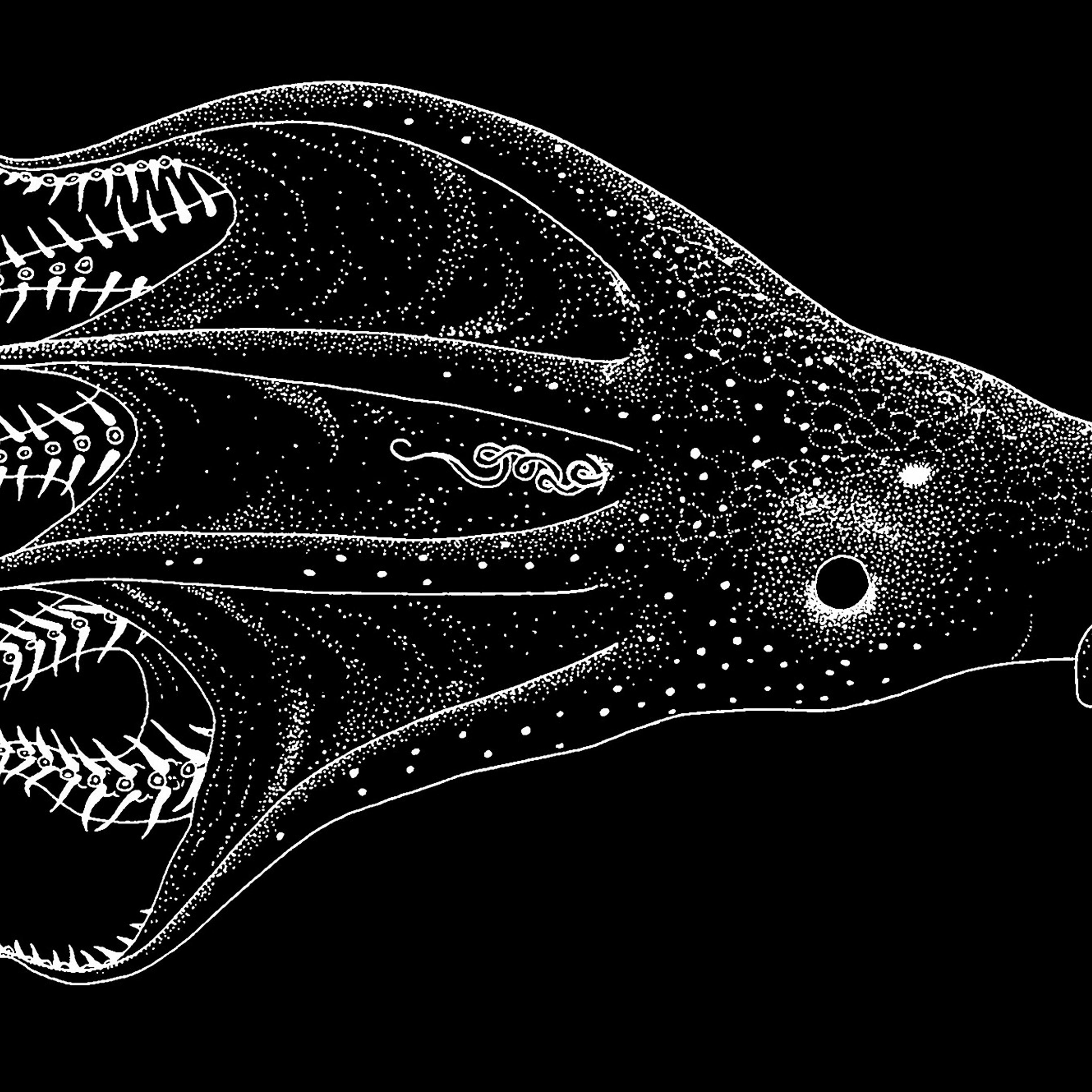 vampire squid
