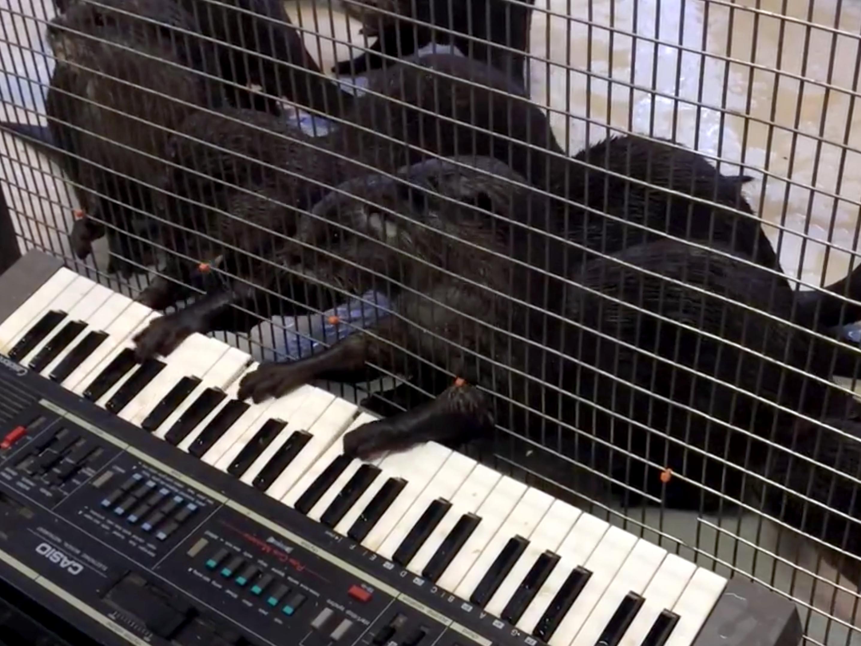 Asian Small-Clawed Otters play keyboard at Smithsonian's National Zoo