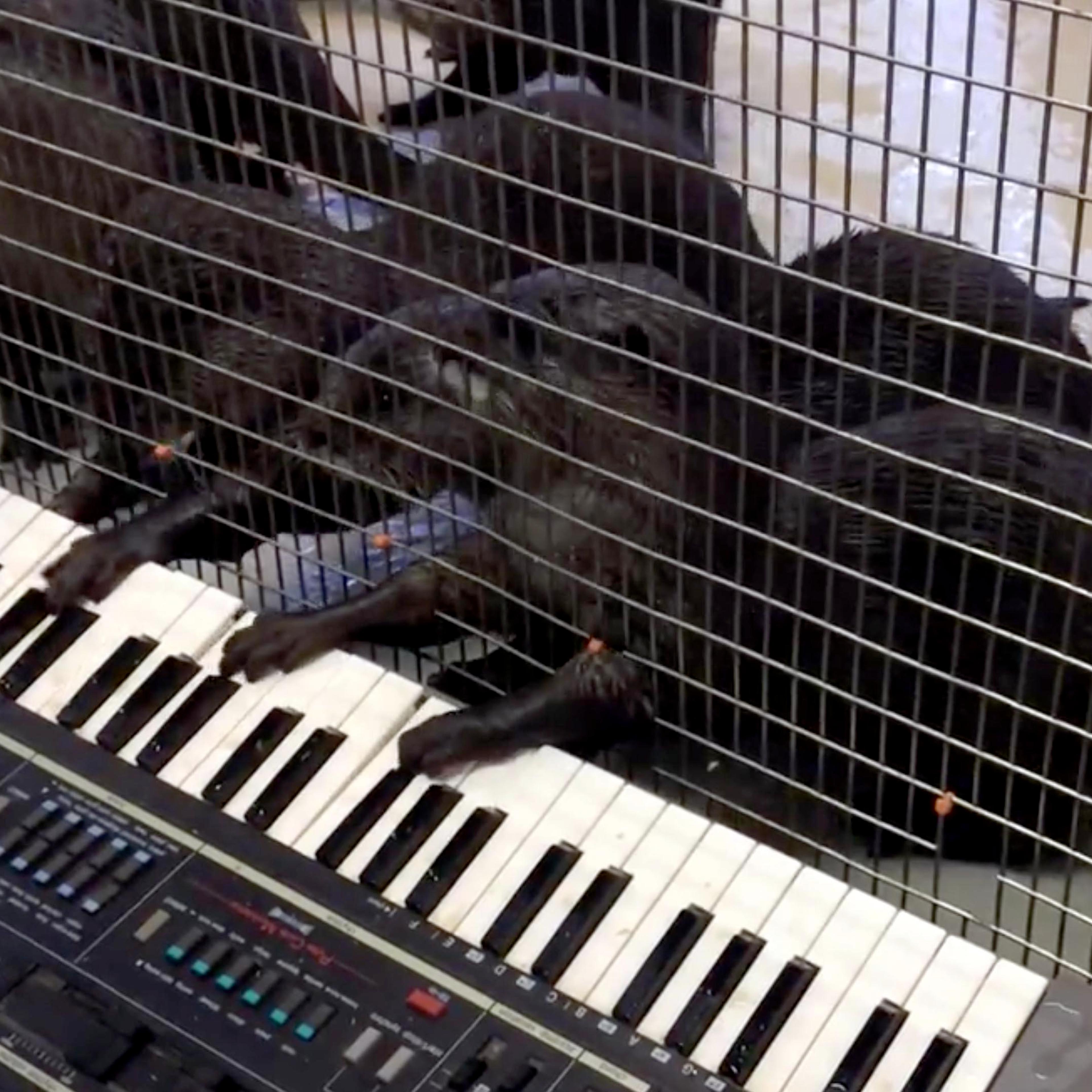Asian Small-Clawed Otters play keyboard at Smithsonian's National Zoo