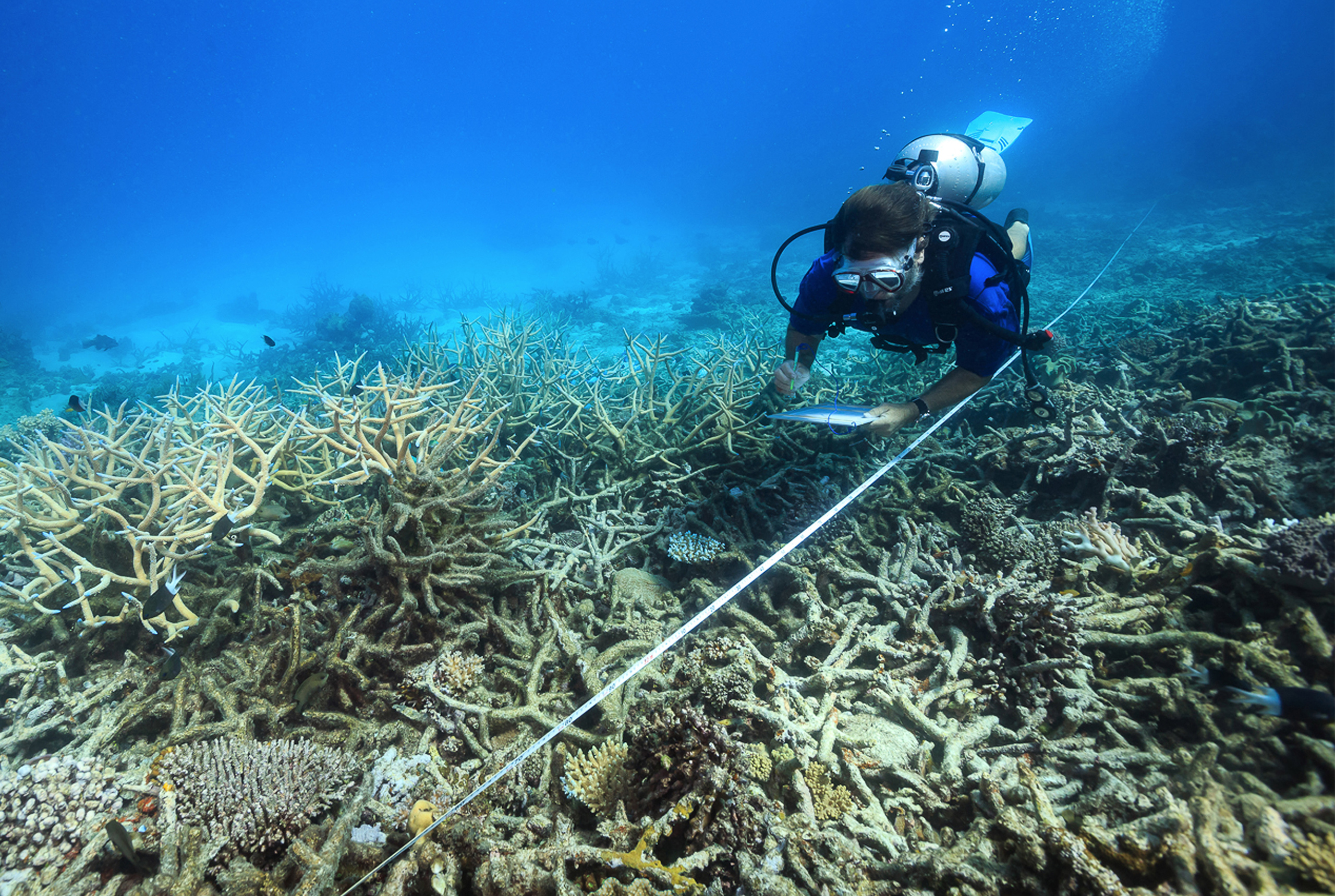 In this October 2016 photo, a scientist measures coral mortality following bleaching on the northern Great Barrier Reef, Australia. 