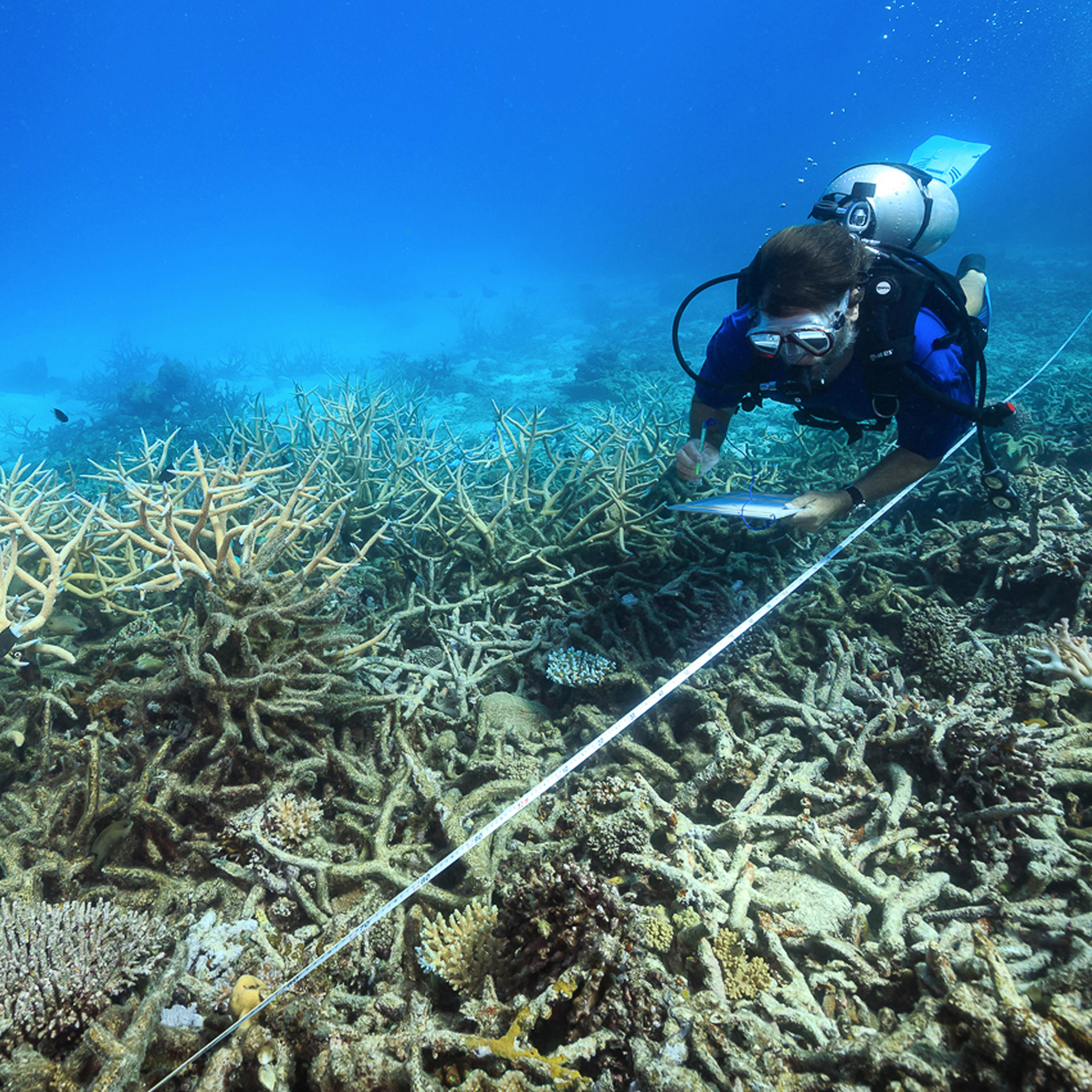 In this October 2016 photo, a scientist measures coral mortality following bleaching on the northern Great Barrier Reef, Australia.