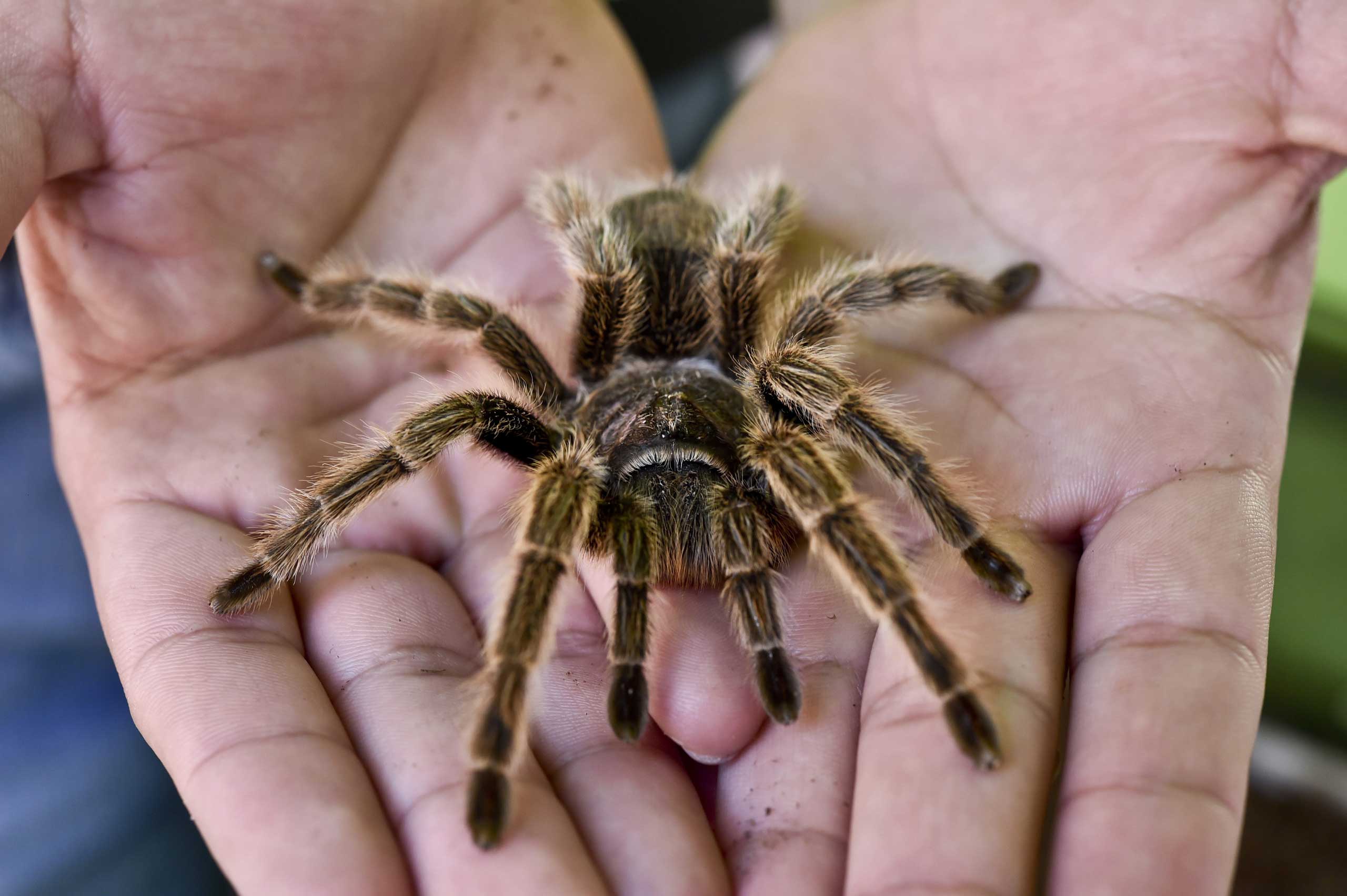 MEXICO-NATURE-TARANTULA