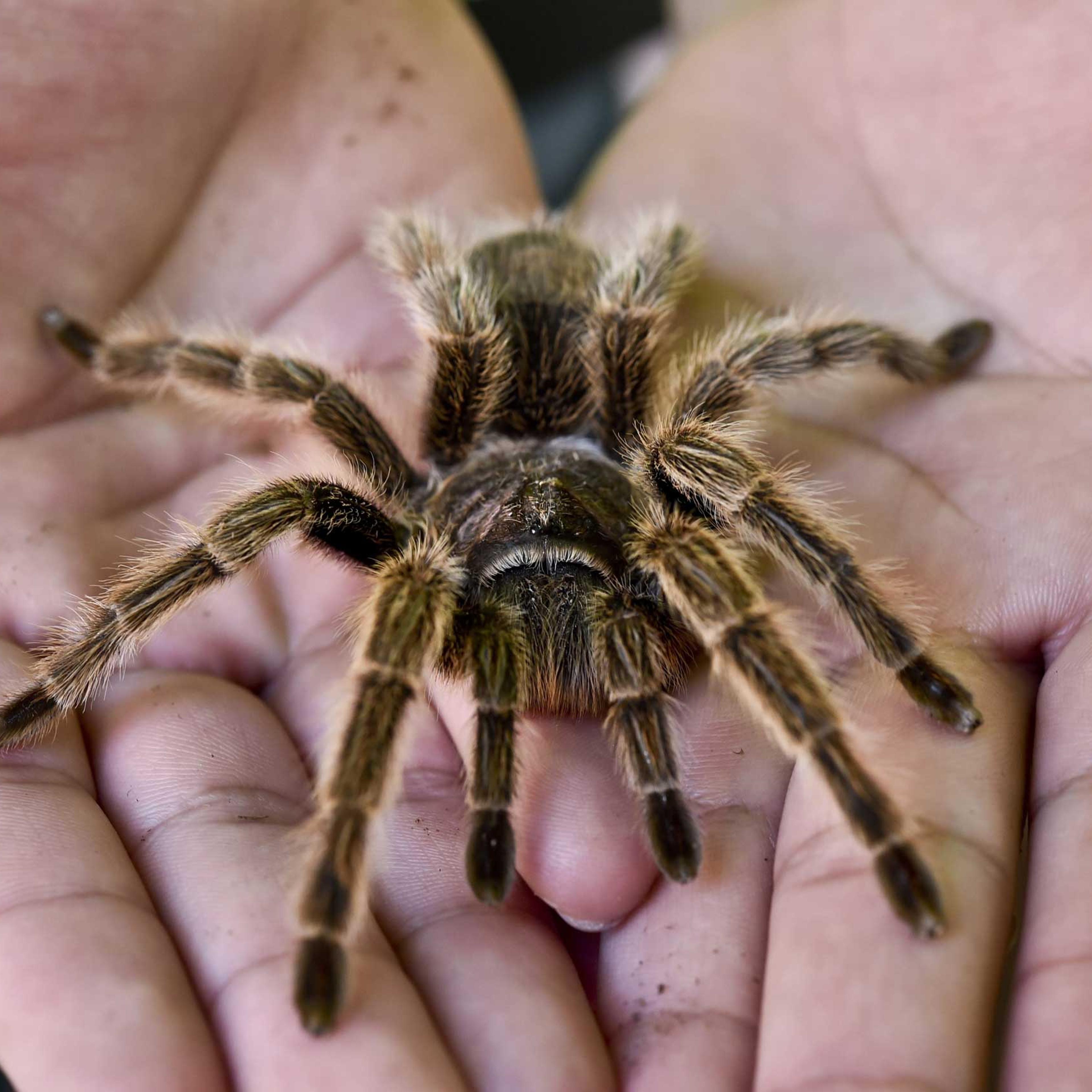 MEXICO-NATURE-TARANTULA