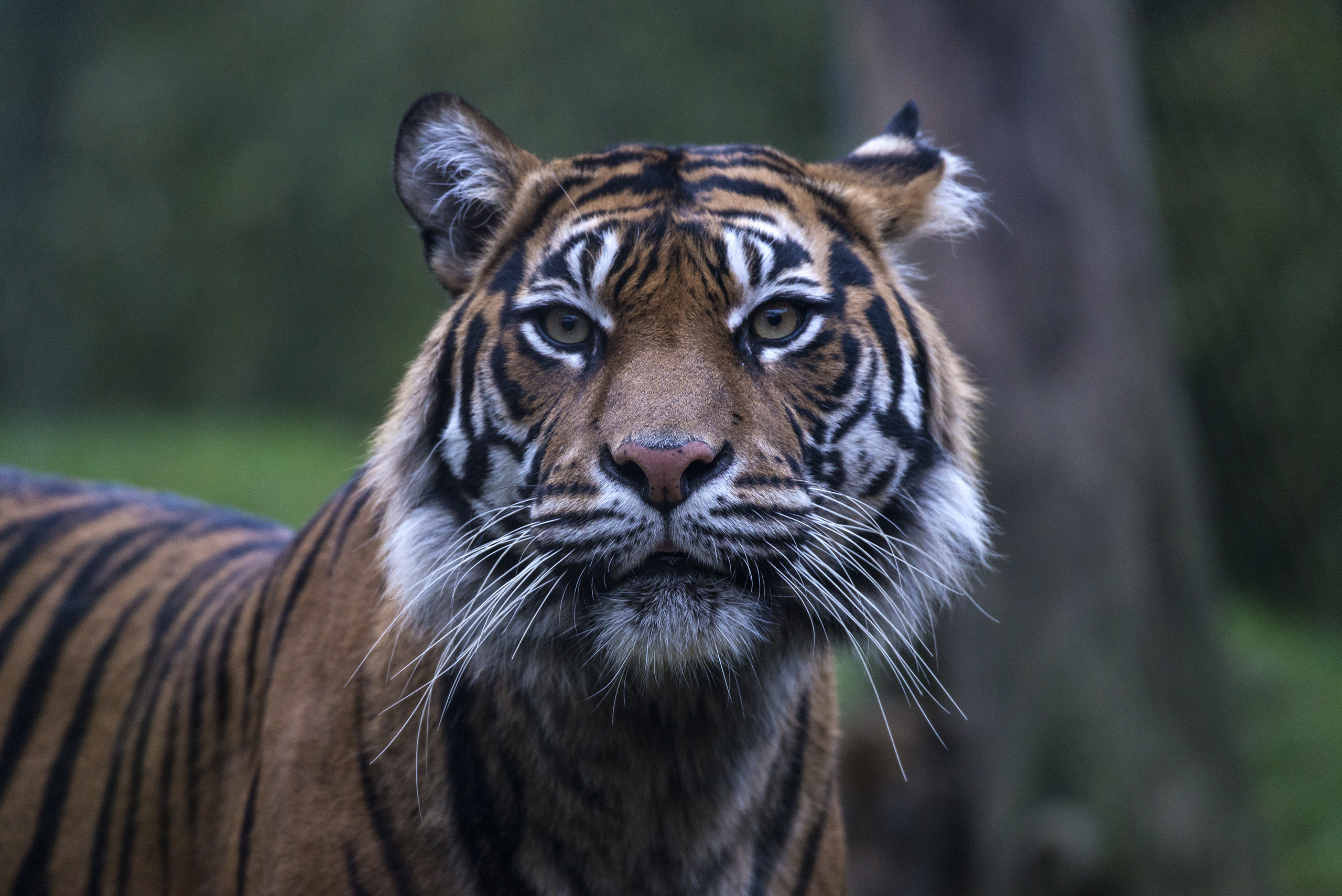 Sumatran tiger adult