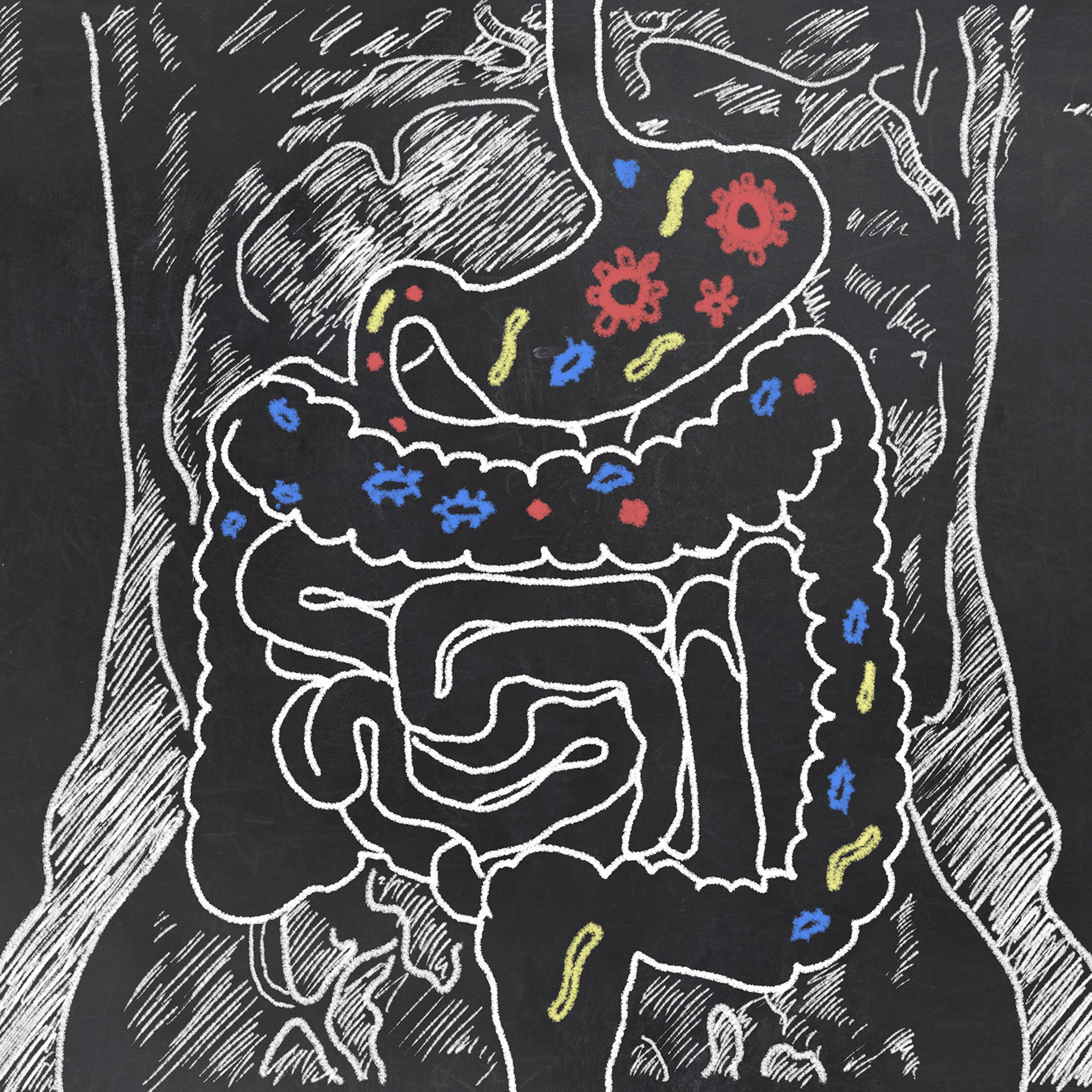 Intestines Sketch with Guts Bacteria