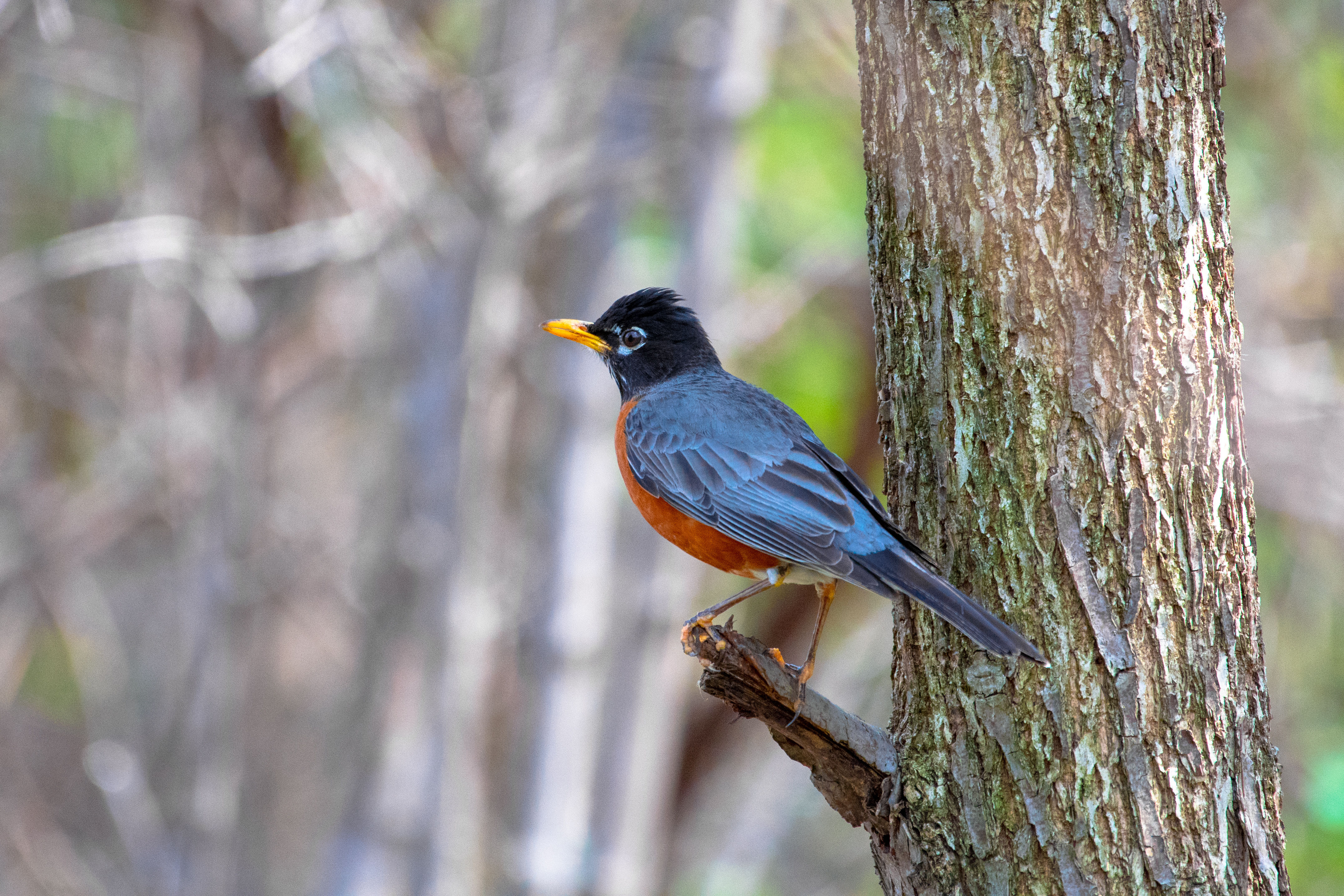 American Robin bird perched on a tree branch