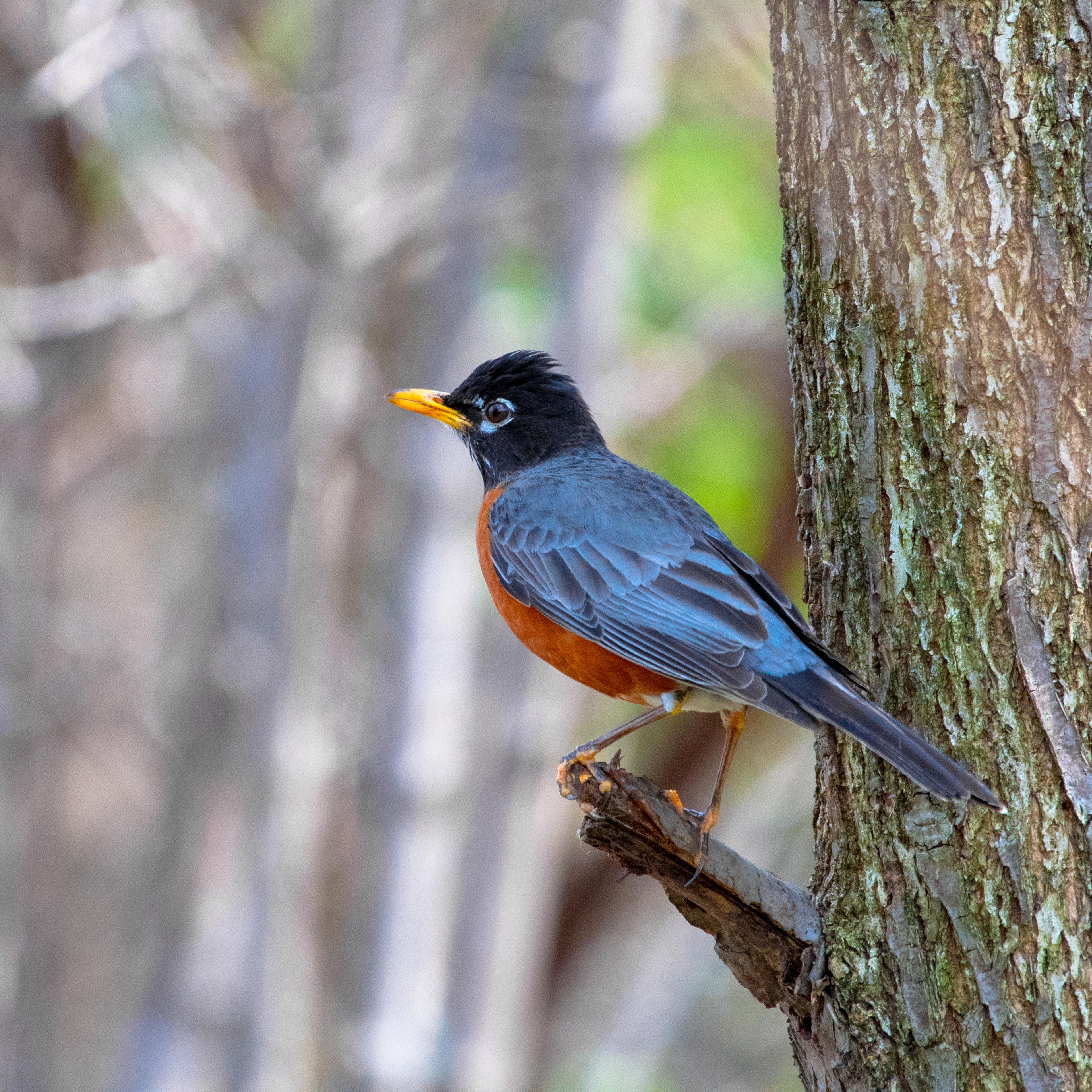 American Robin bird perched on a tree branch