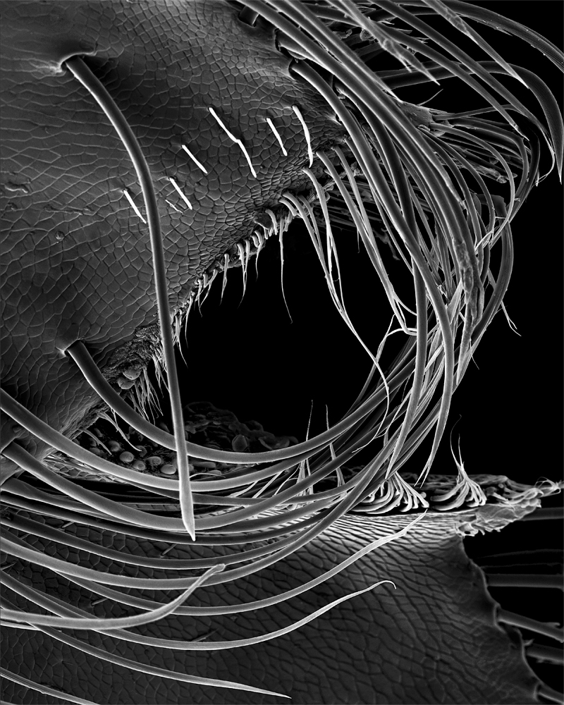 The Bee, Magnified: Microscopic Photography by Rose-Lynn Fisher