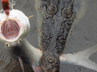 A saltwater crocodile is seen chomping on a fish attached to Ben Stack's line in Cape York, Australia.
