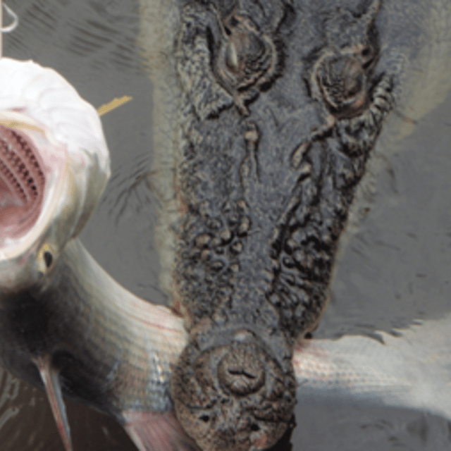 A saltwater crocodile is seen chomping on a fish attached to Ben Stack's line in Cape York, Australia.
