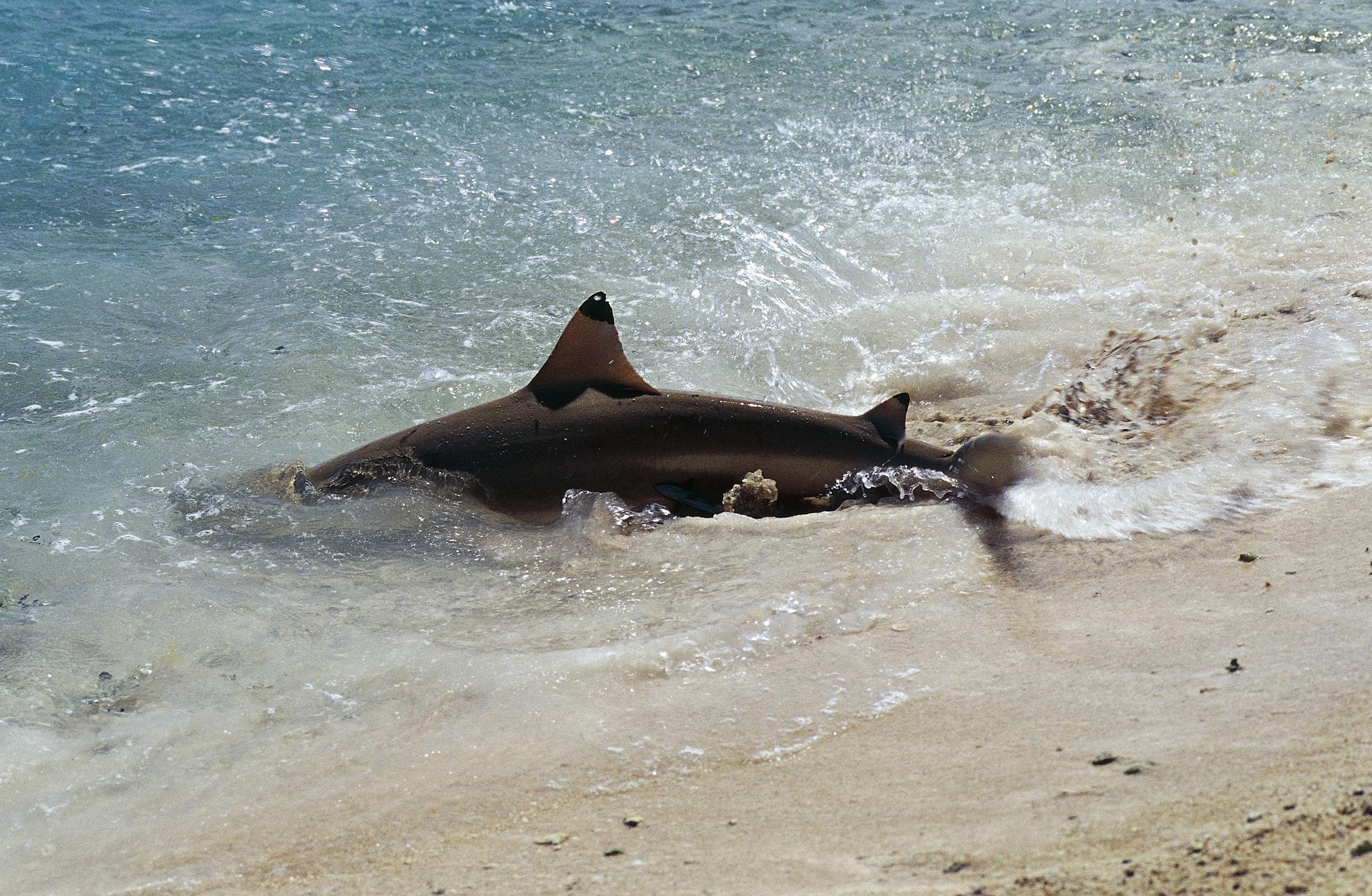 Blacktip reef shark, Carcharhiniformes