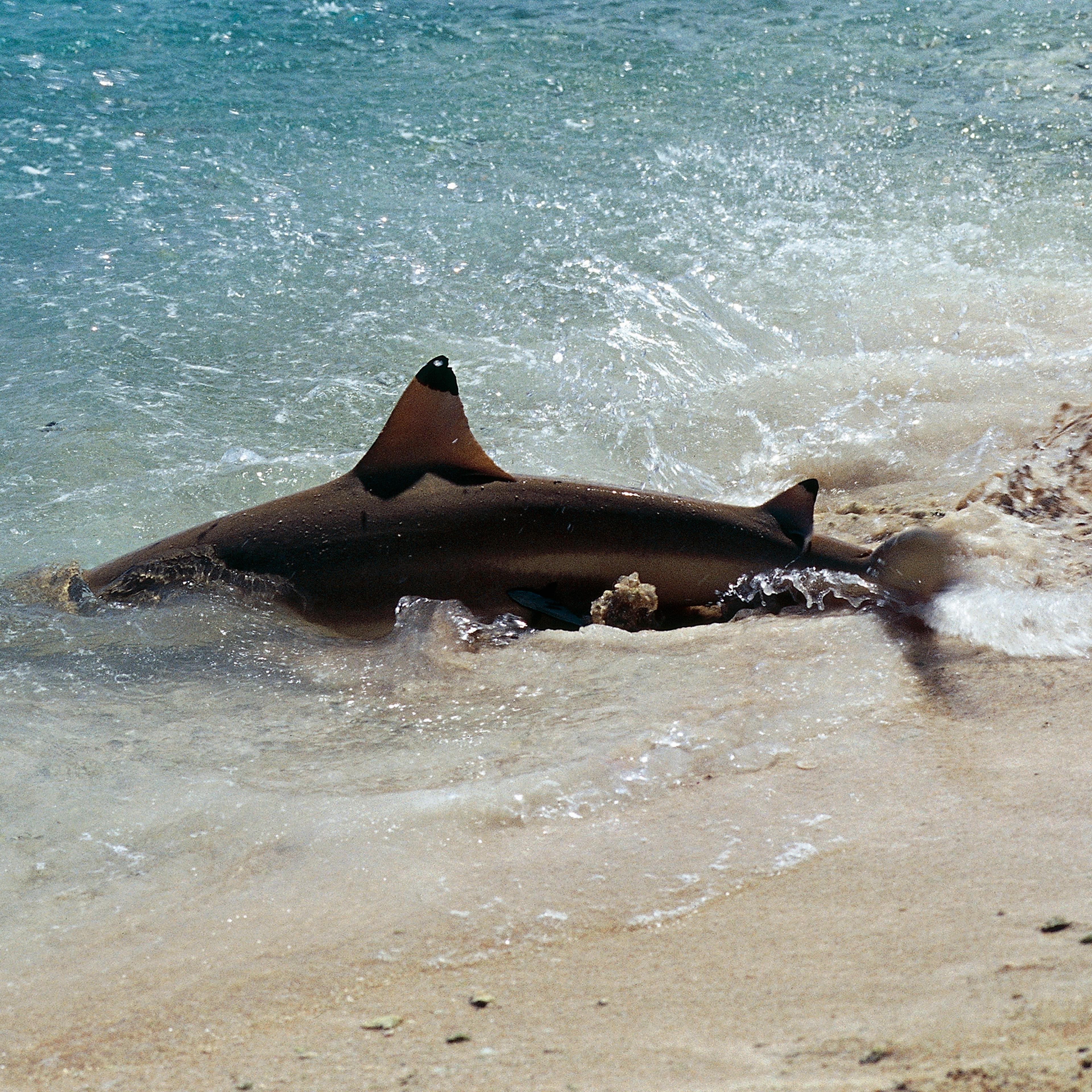 Blacktip reef shark, Carcharhiniformes