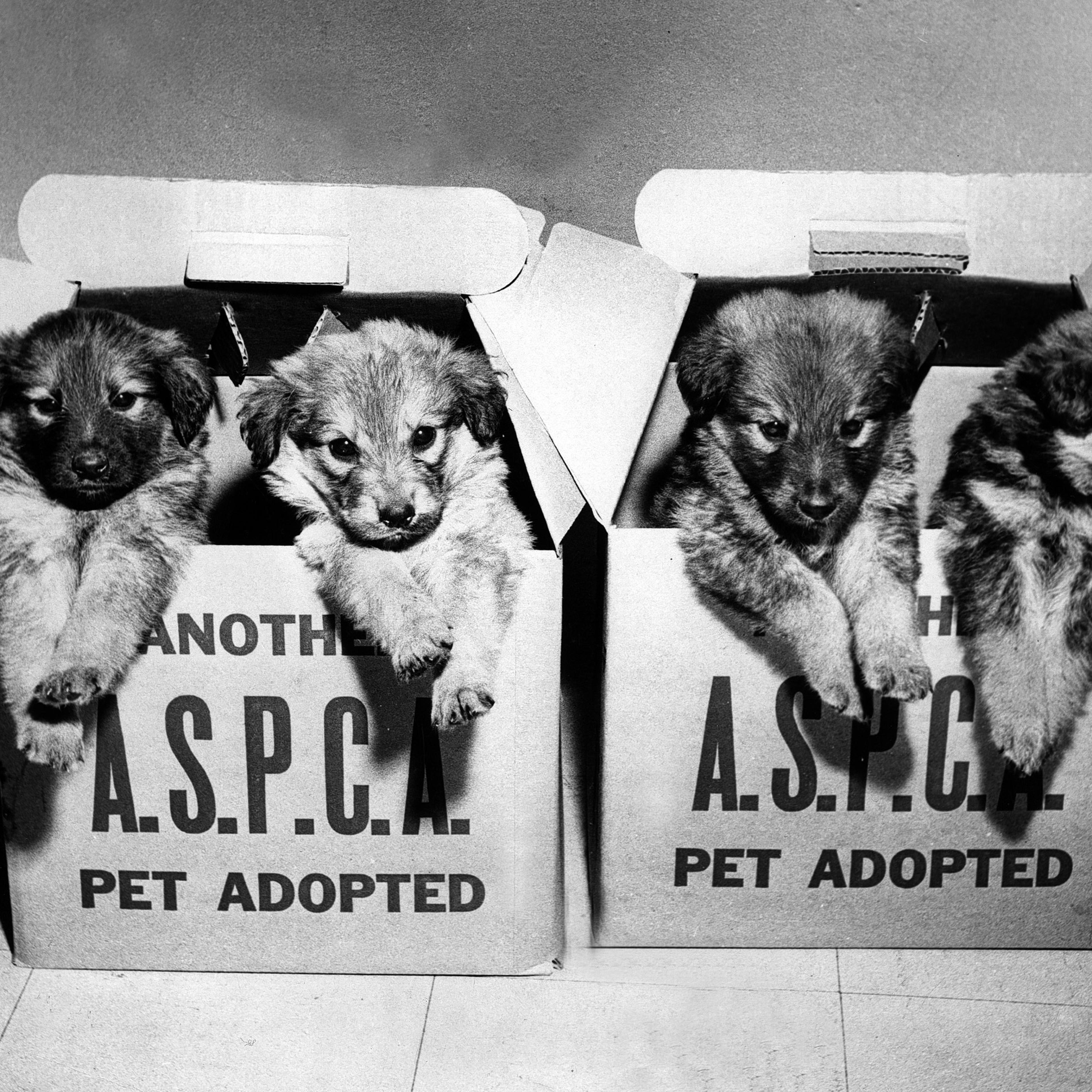 ASPCA rescue puppies in cardboard pet transport boxes, 1970s