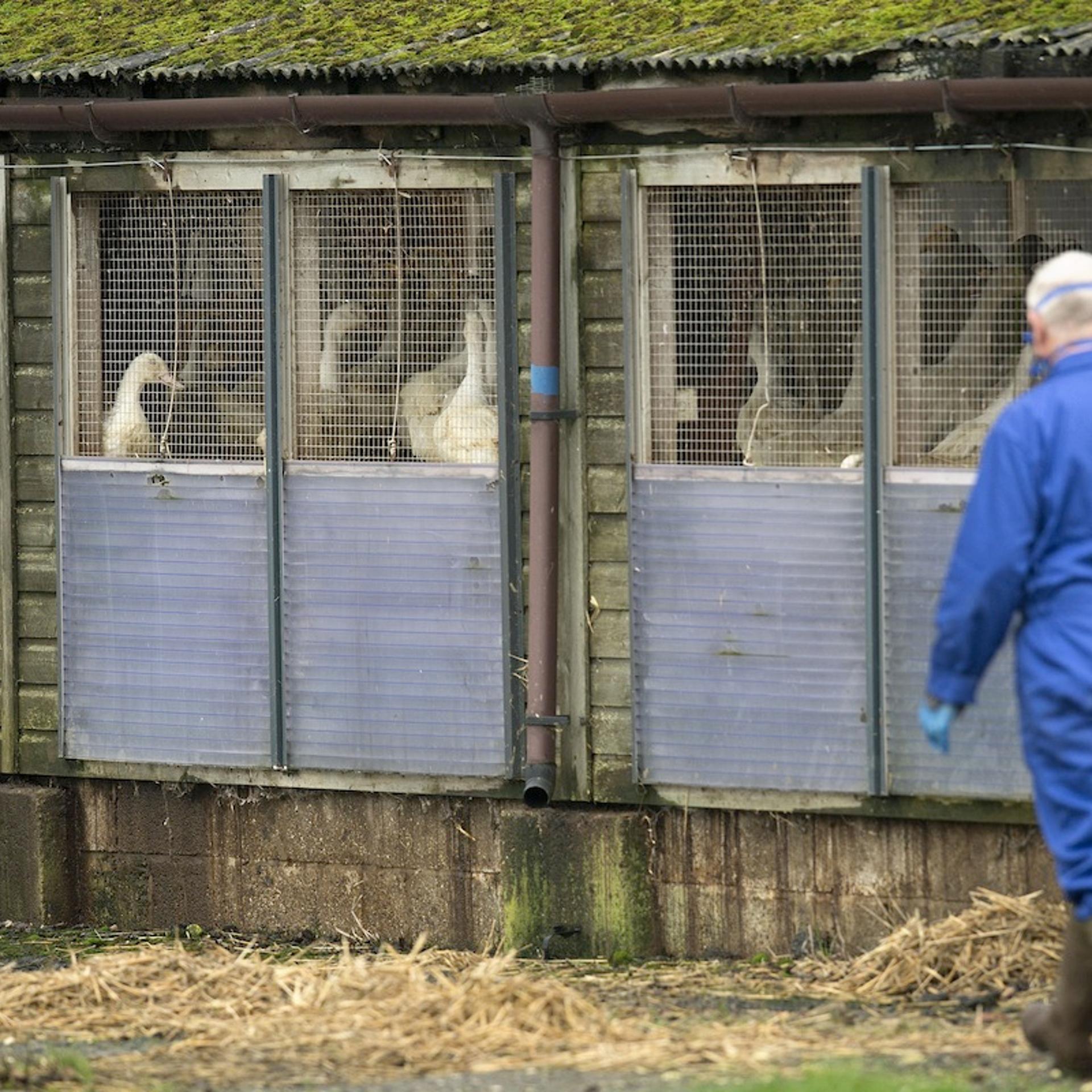 BRITAIN-HEALTH-BIRD-FLU