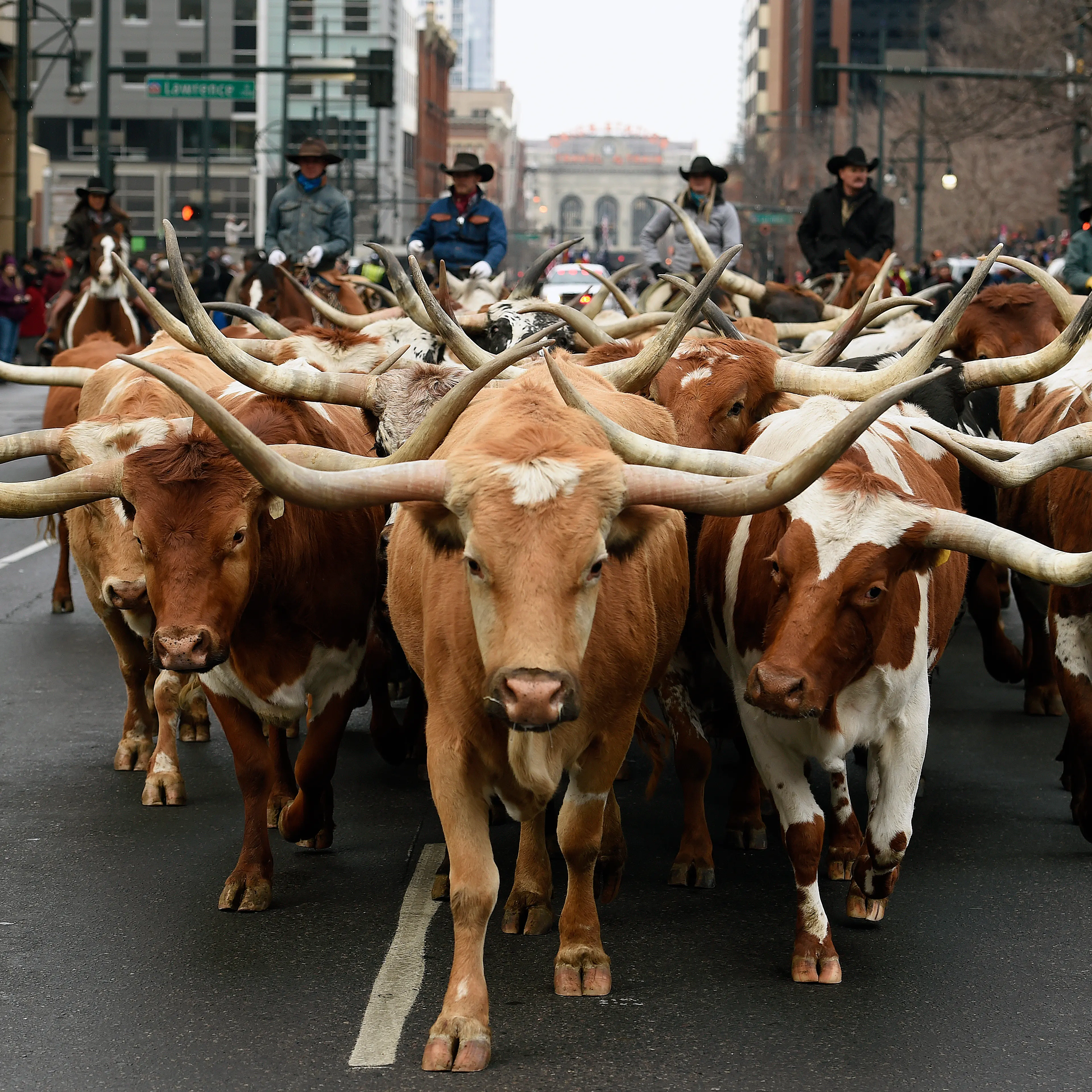 The annual National Western Stock Show Parade heads up 17th avenue in Denver, Colorado.