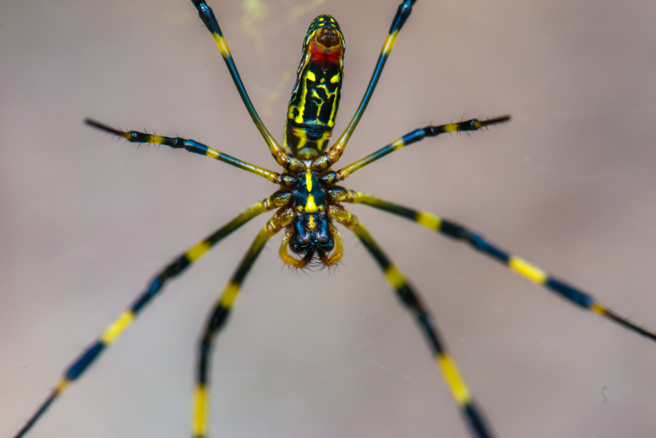 Trichonephila clavata (Joro spider) in the green background