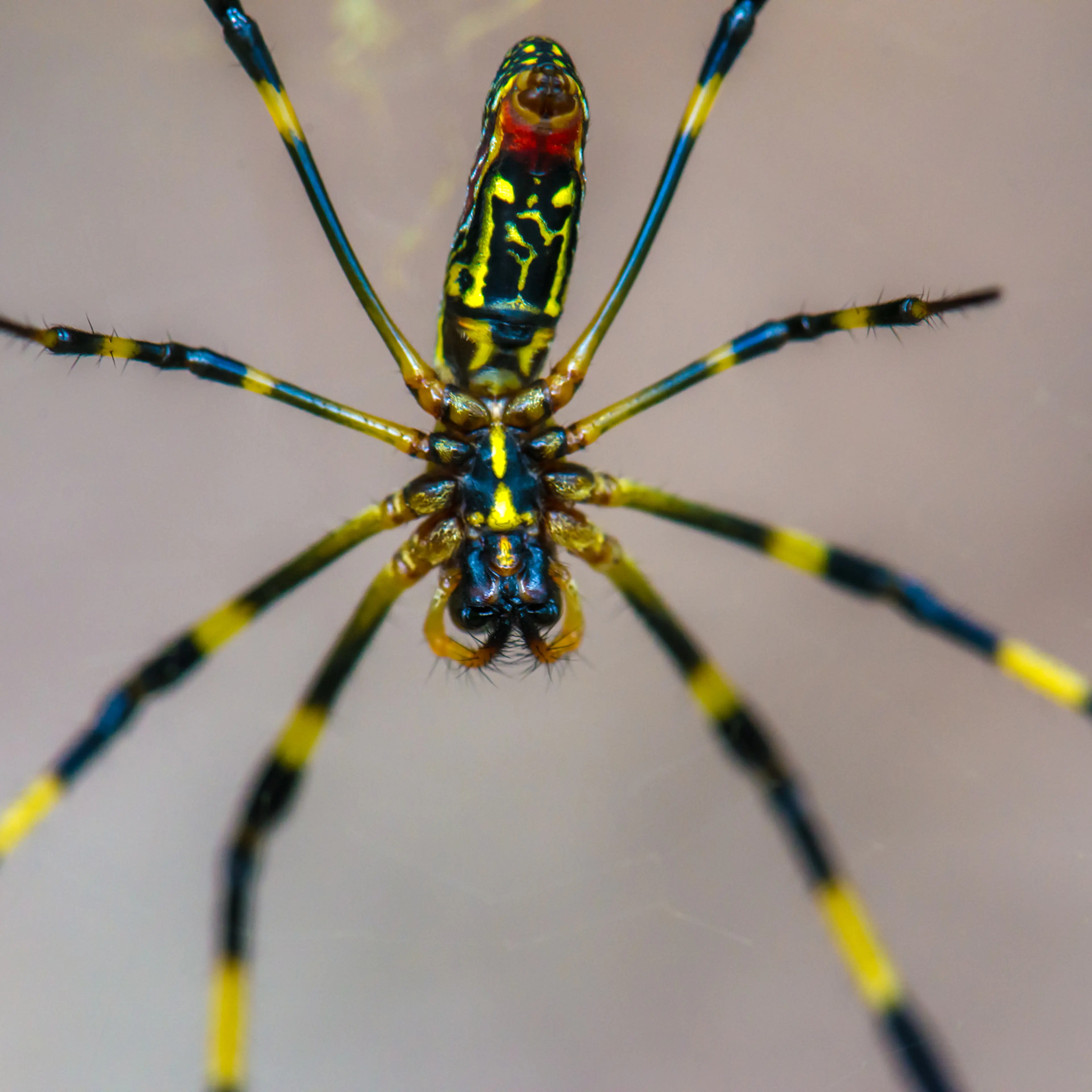 Trichonephila clavata (Joro spider) in the green background
