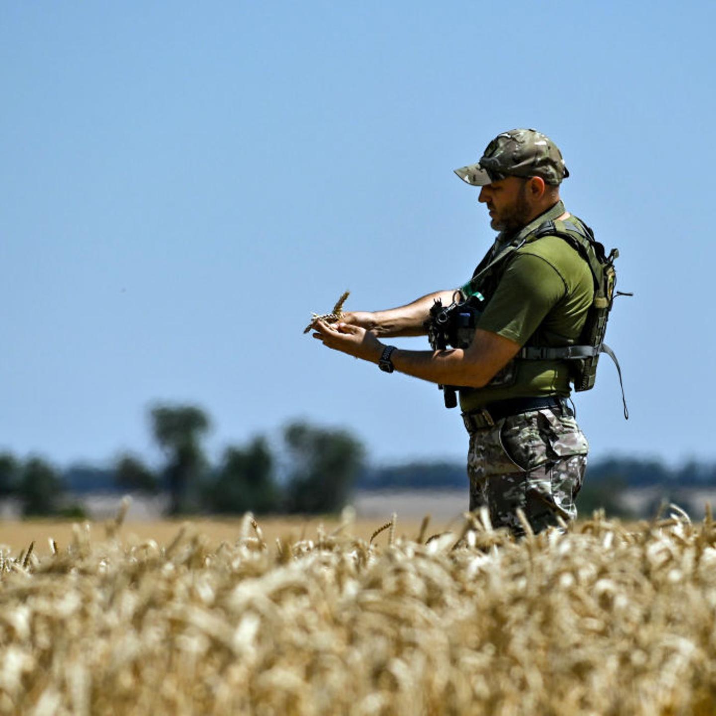 Harvesting crops in Zaporizhzhia Region