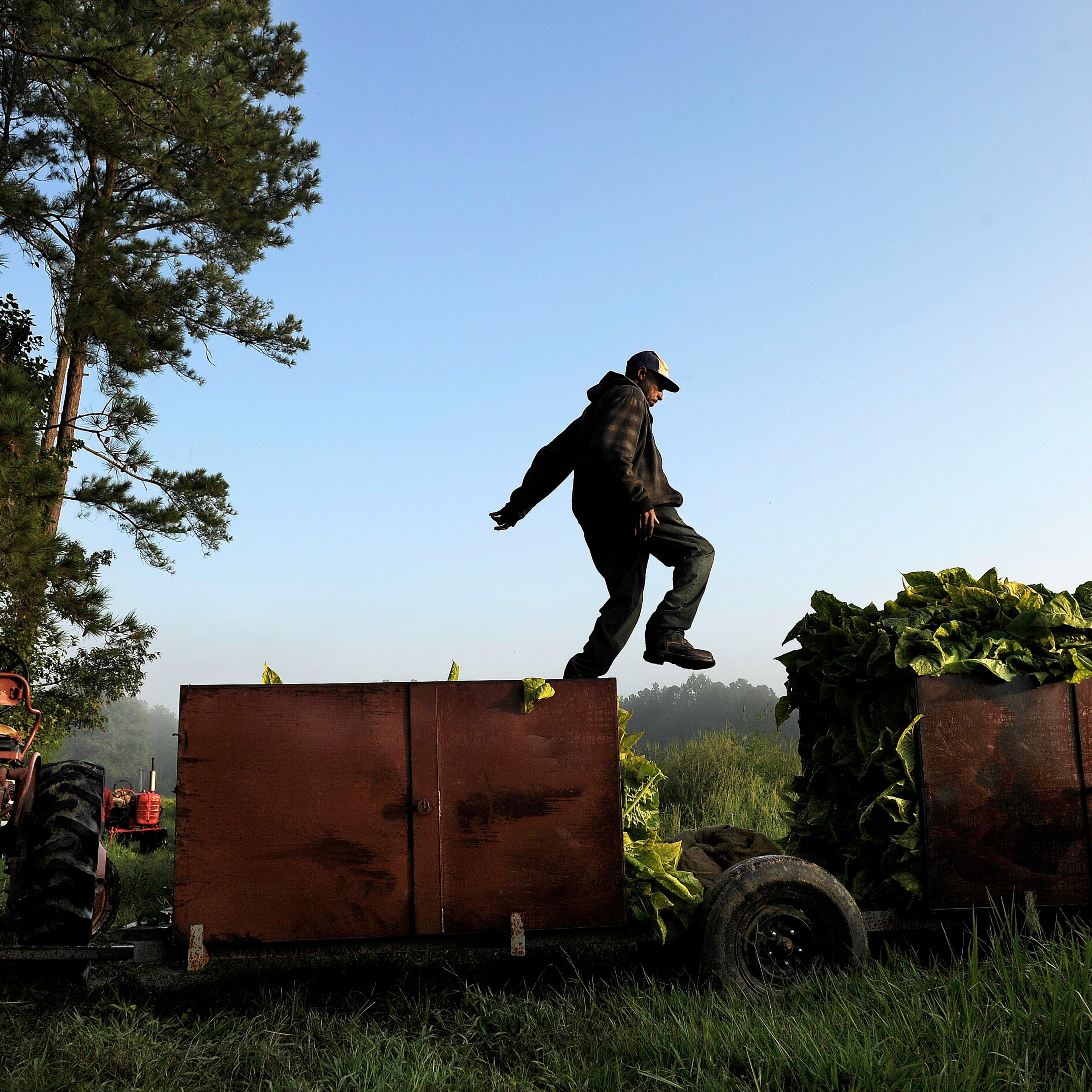 Tobacco farm - Warfield, VA