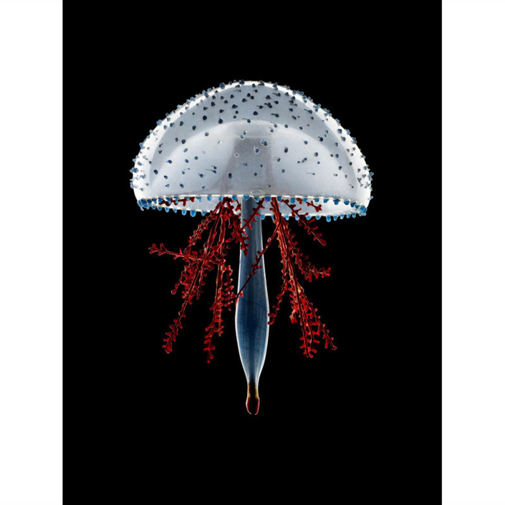 Leopold & Rudolf Blaschka — <i>Lymnorea trieda</i>