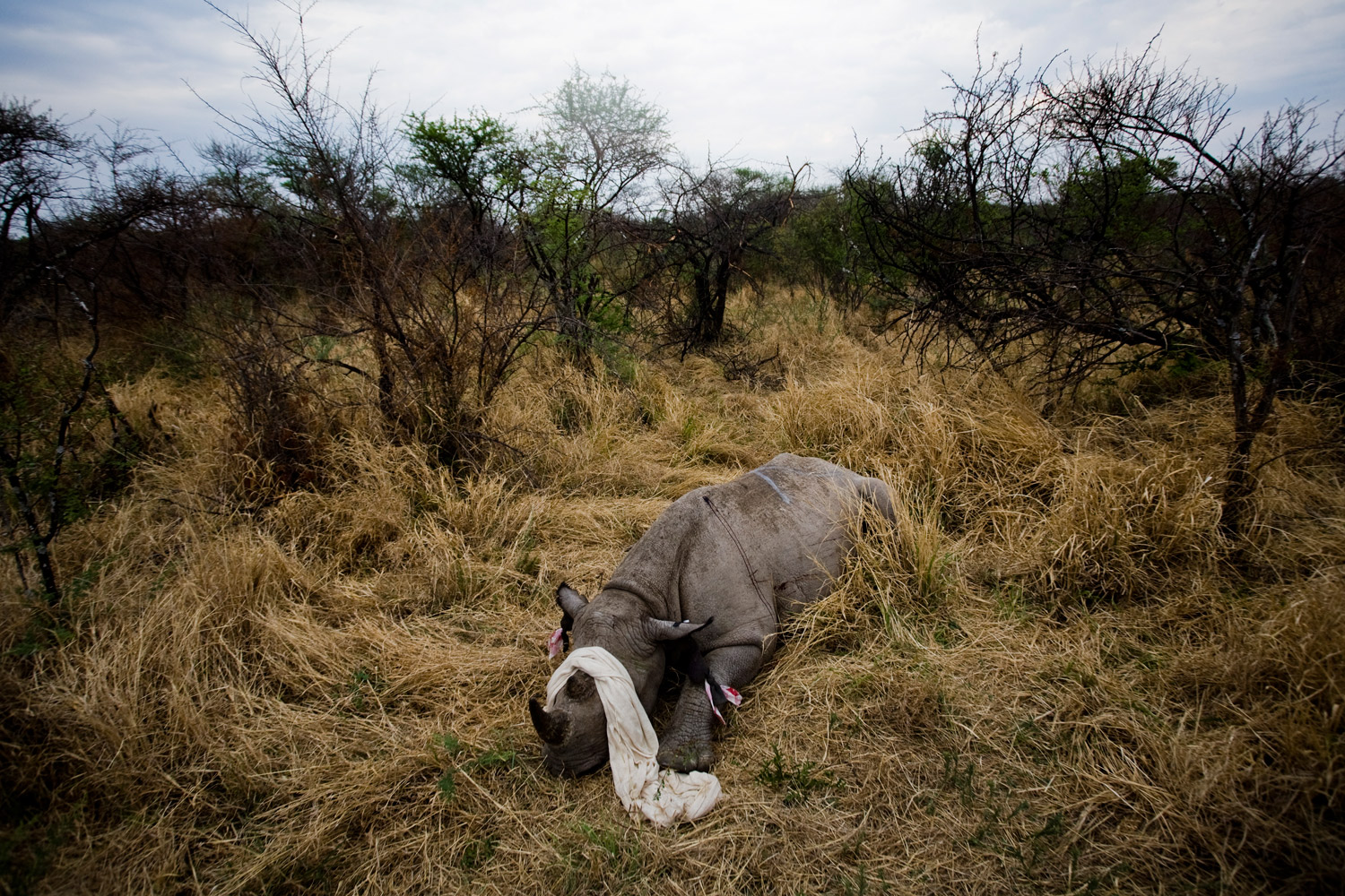 A black rhino lays motionless after being notched and micro-chipped in South Africa's Pilanesberg National Park. Microchips with unique identifying codes are inserted so that if the animal is poached, its horns can be traced
