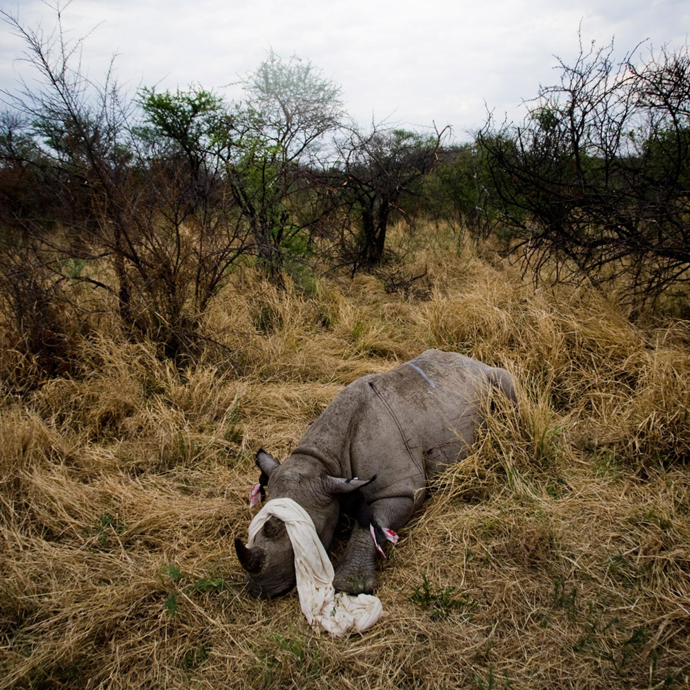 A black rhino lays motionless after being notched and micro-chipped in South Africa's Pilanesberg National Park. Microchips with unique identifying codes are inserted so that if the animal is poached, its horns can be traced