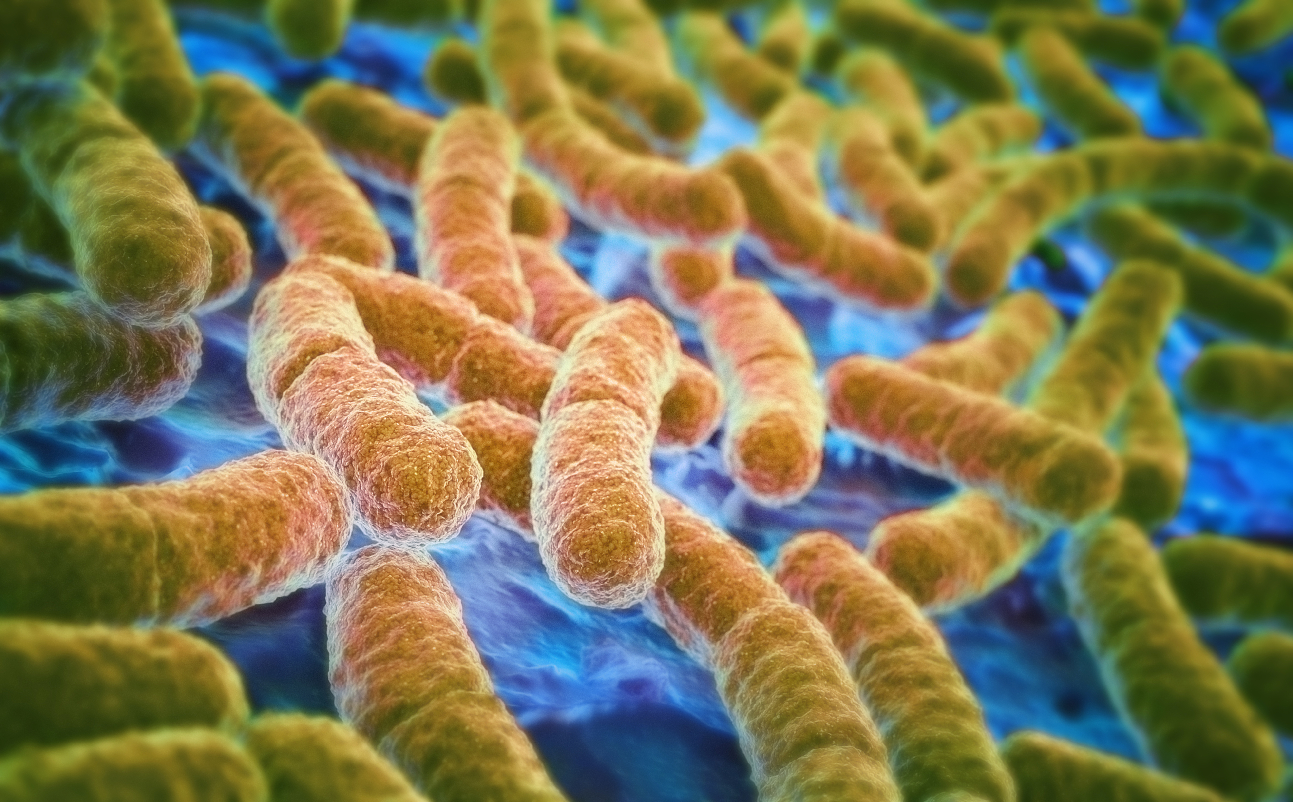 E Coli