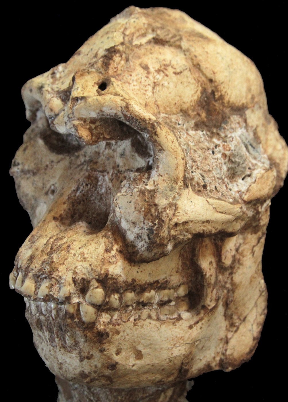 Undated handout photo shows the Little Foot skull