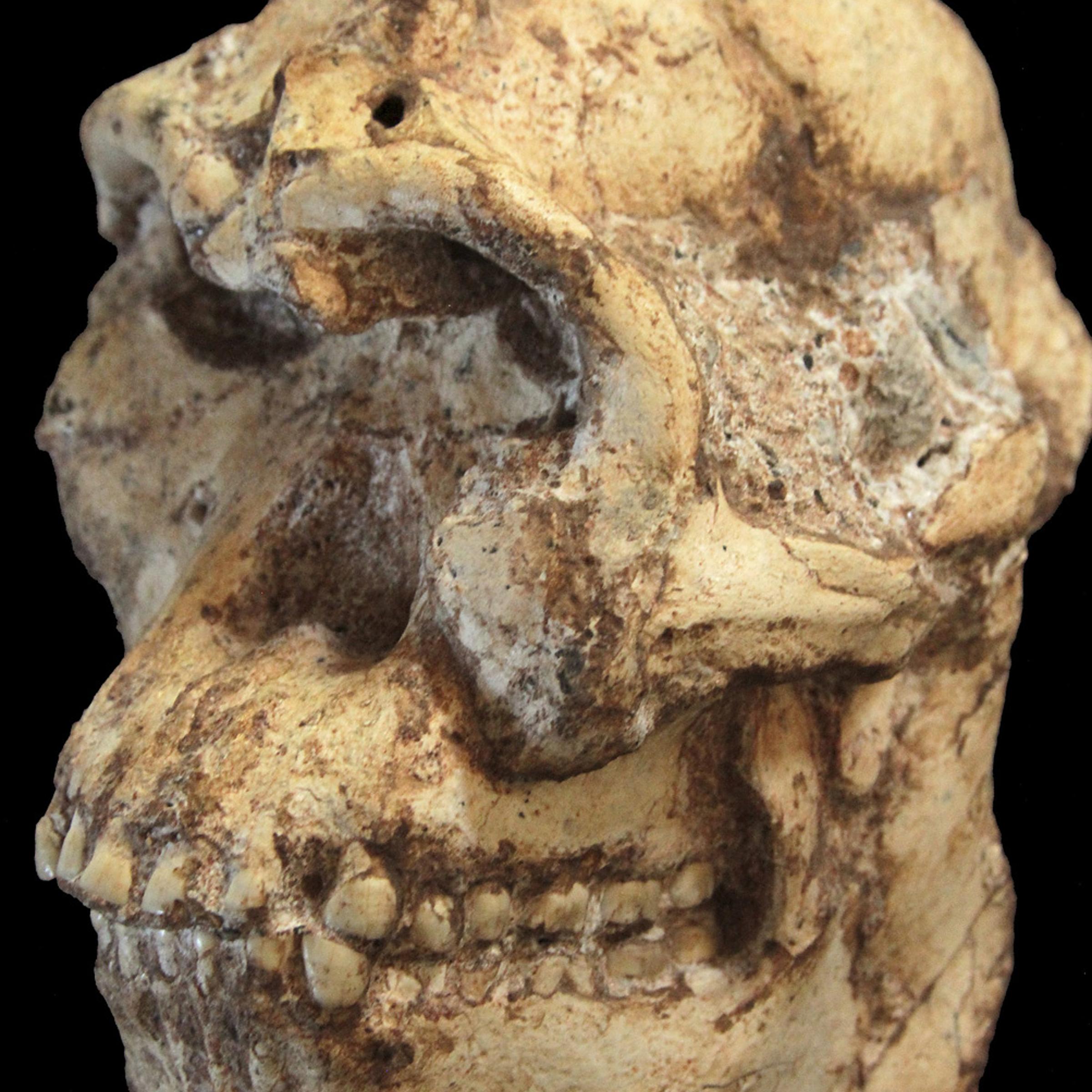 Undated handout photo shows the Little Foot skull