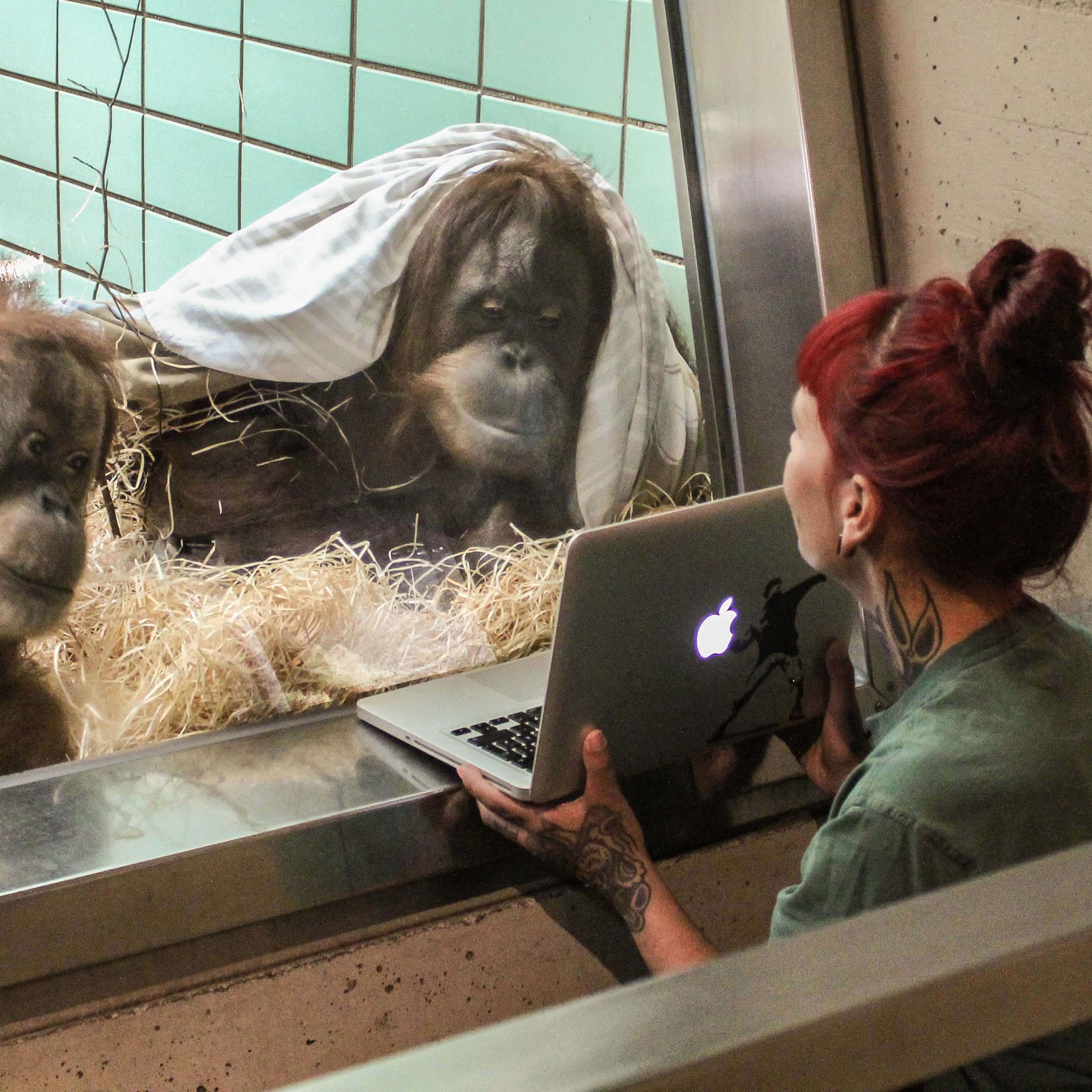 Conny, left, and Sinta, right, together watch video of Orangutan male Gempa.