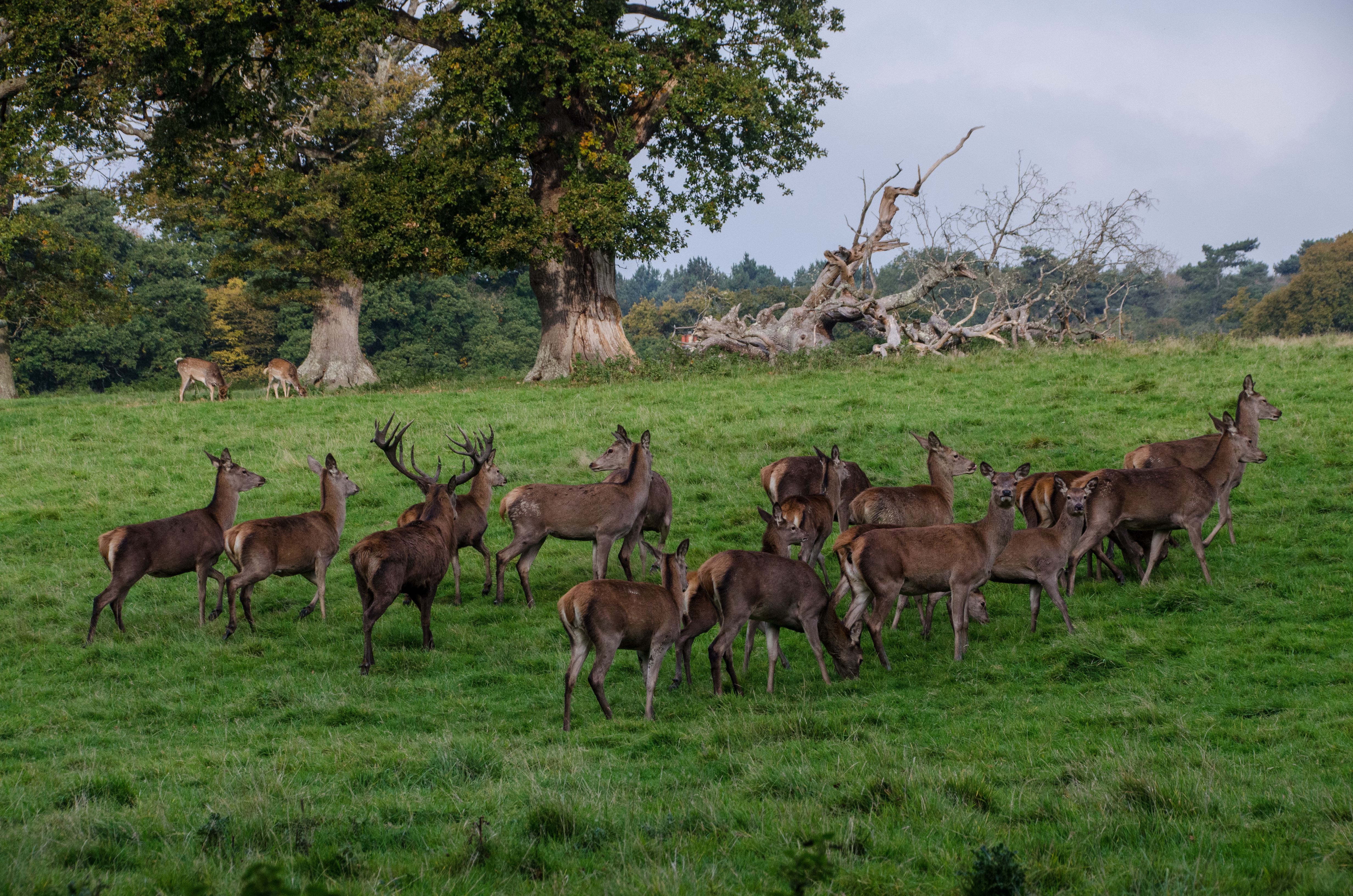 Red Deer at Knepp Castle Estate