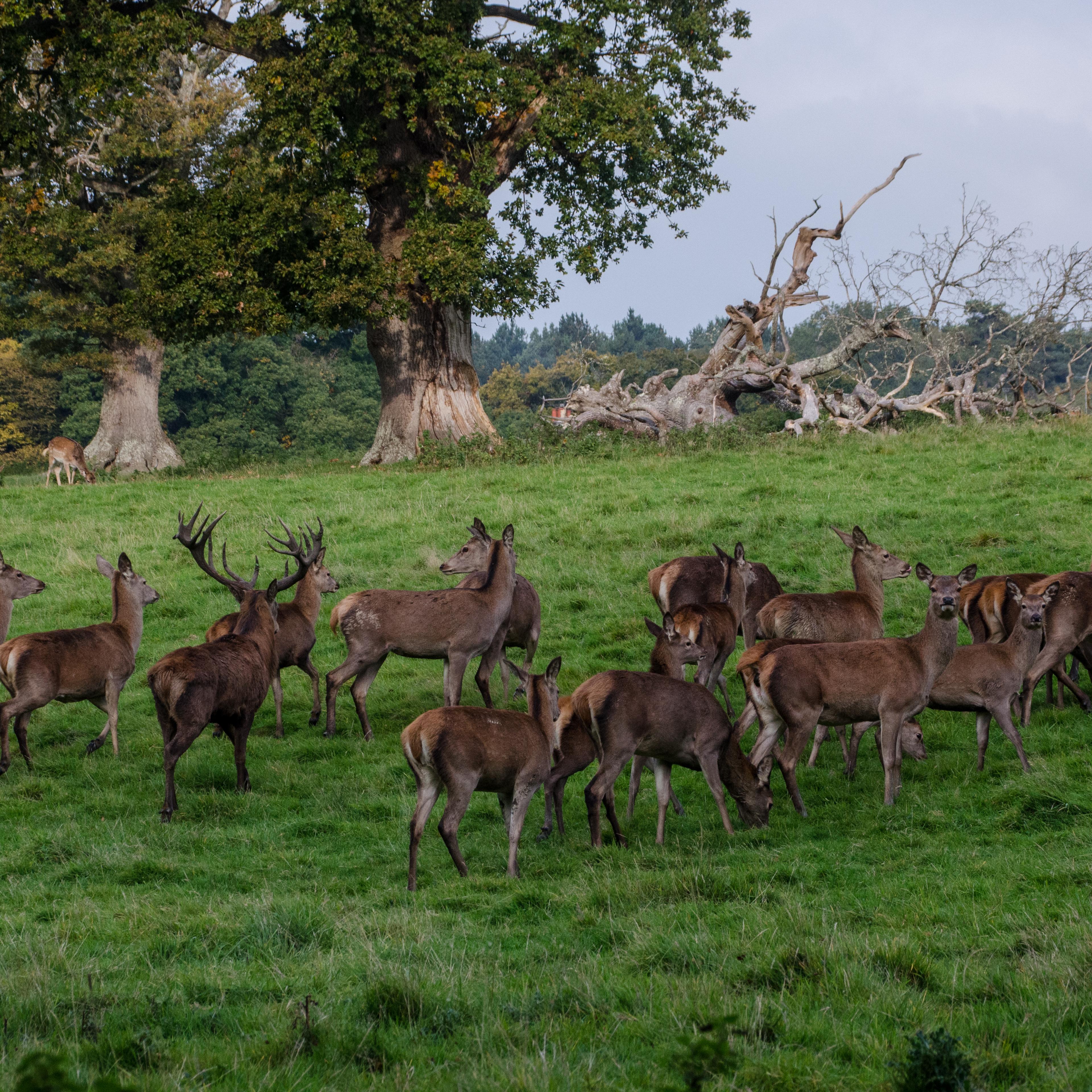 Red Deer at Knepp Castle Estate
