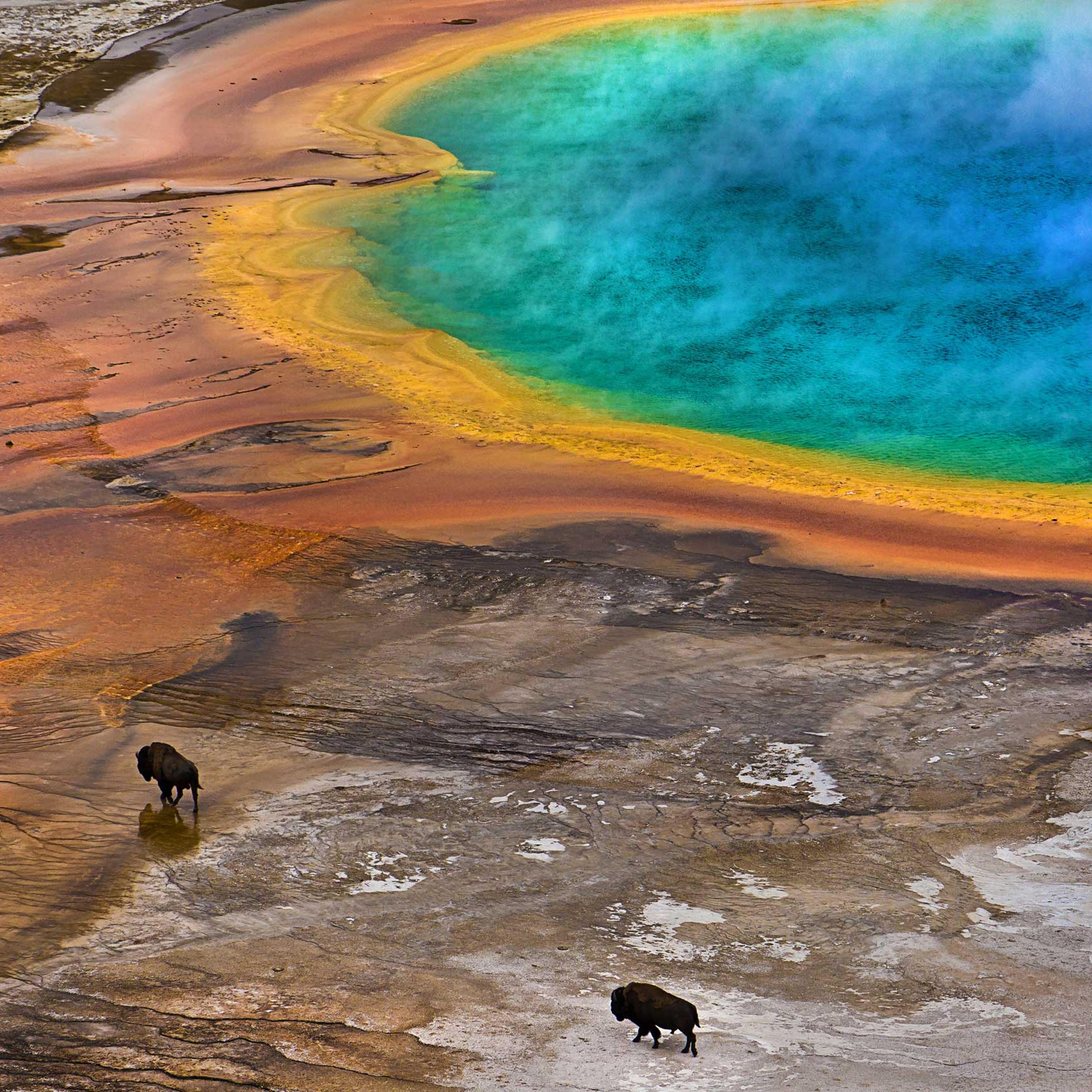 Two Bisons on the Grand Prismatic Spring in Yellowstone National Park, Wyo.