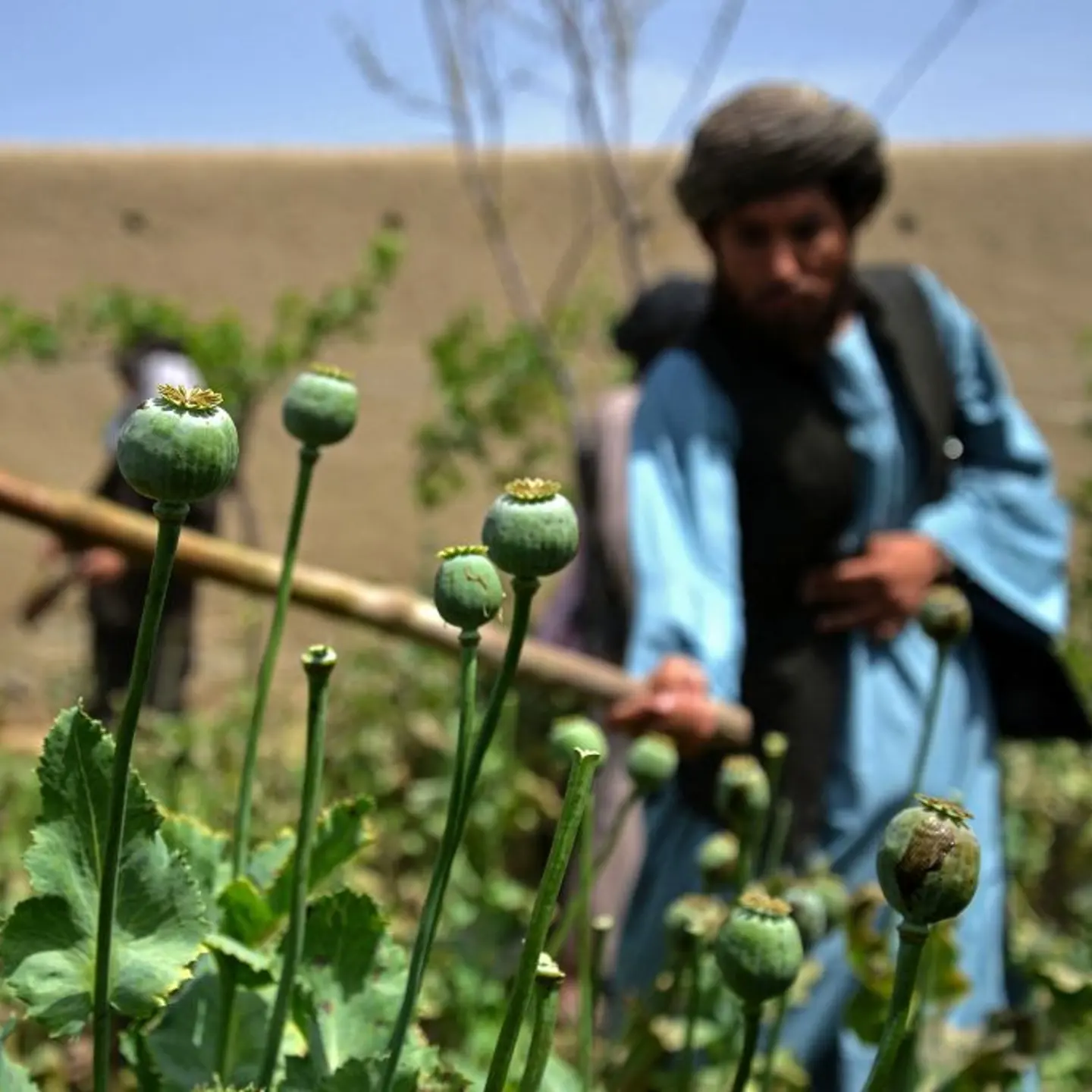 TOPSHOT-AFGHANISTAN-TALIBAN-OPIUM-AGRICULTURE