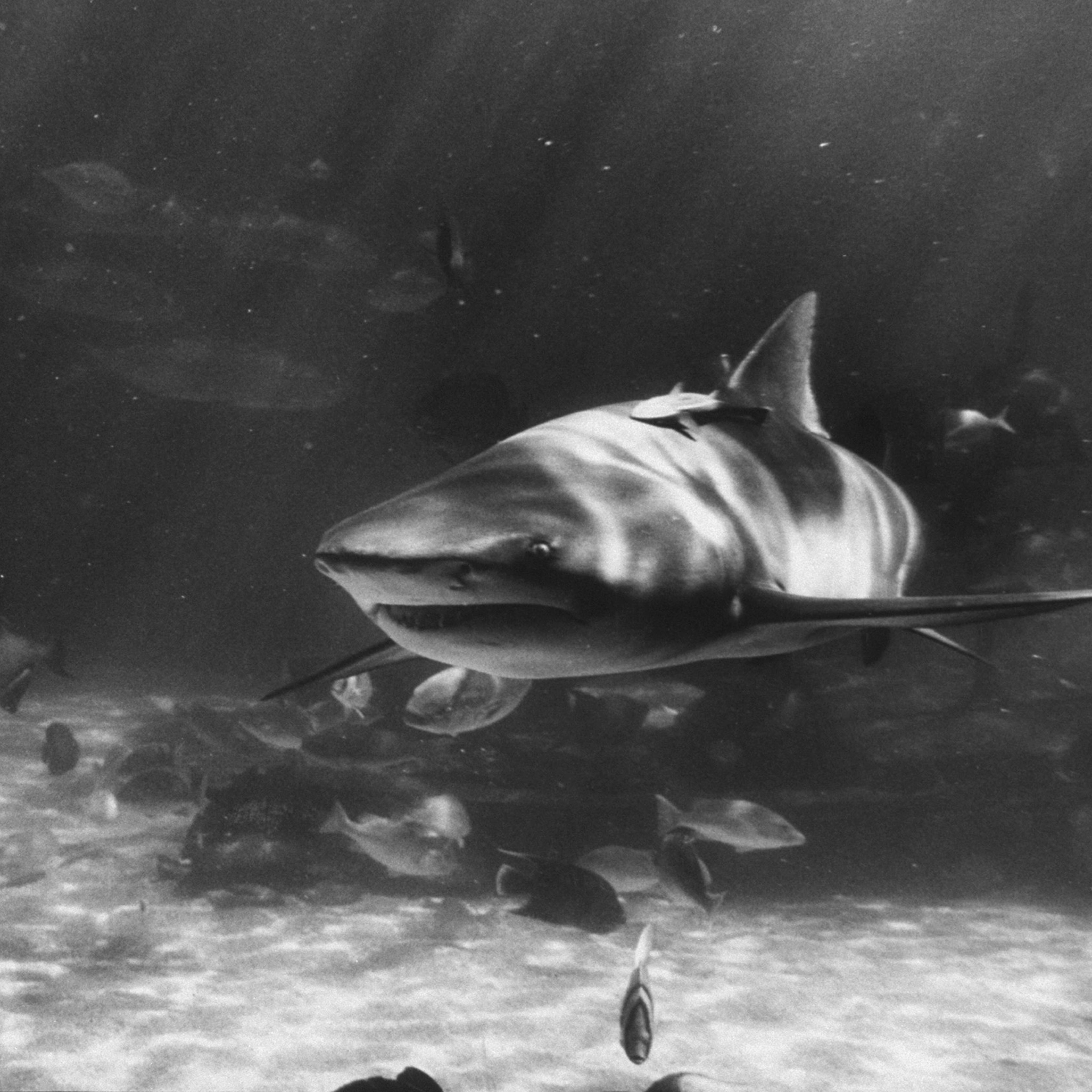 Lemon shark, a captive in Florida's Marineland, is one of a small, pig-eyed species, seven to 11 feet long, which often haunts docks and beaches at night.